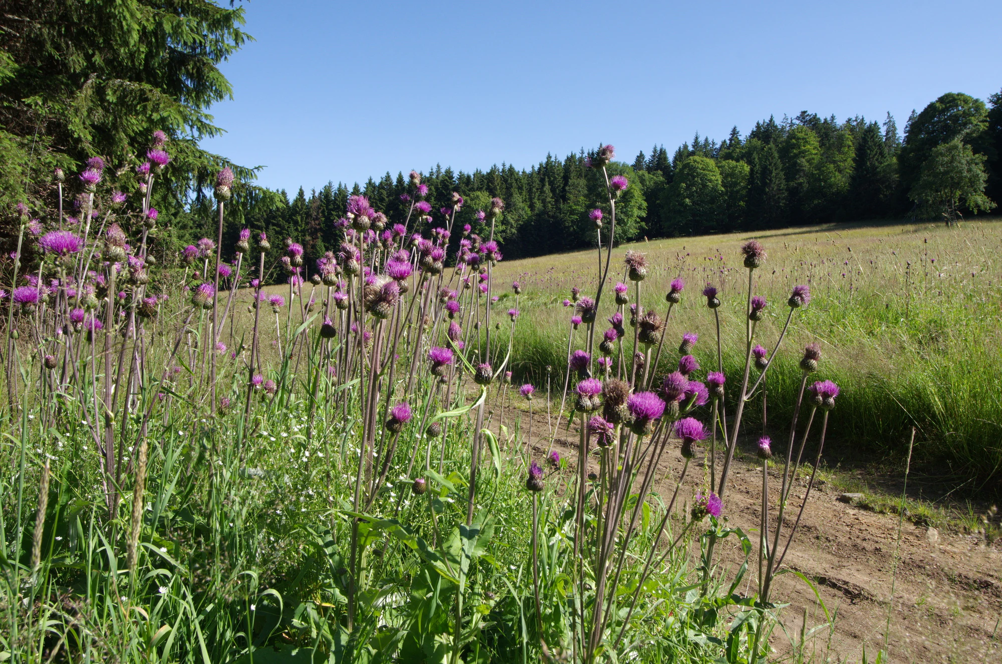 A group of purple thistle flowers in the foreground of a grassy field, with a forest in the background under a blue sky.