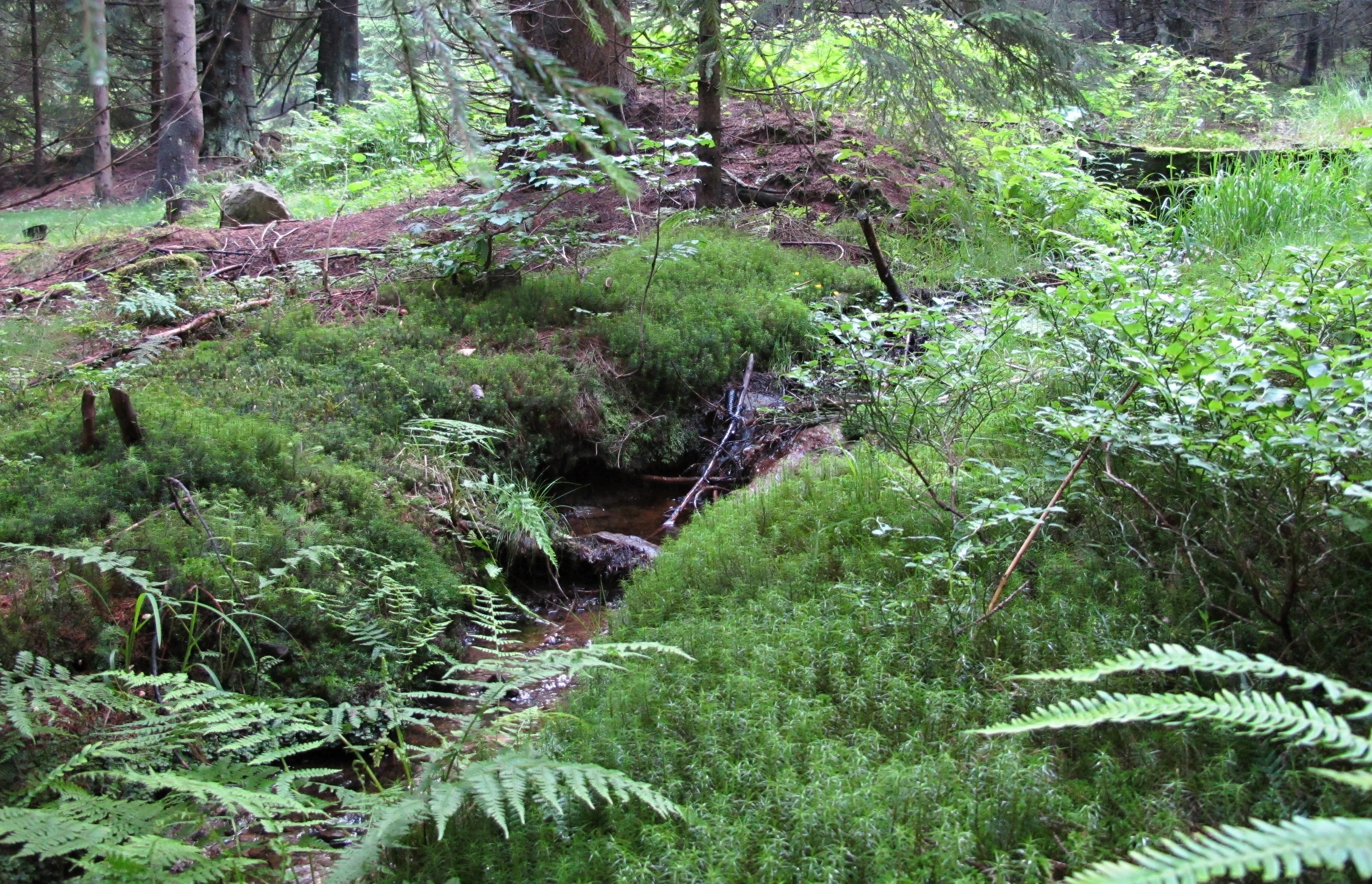 A small, narrow stream cuts through a dense forest floor covered in green moss, ferns, and various woodland plants in the Prameniště nature reserve.