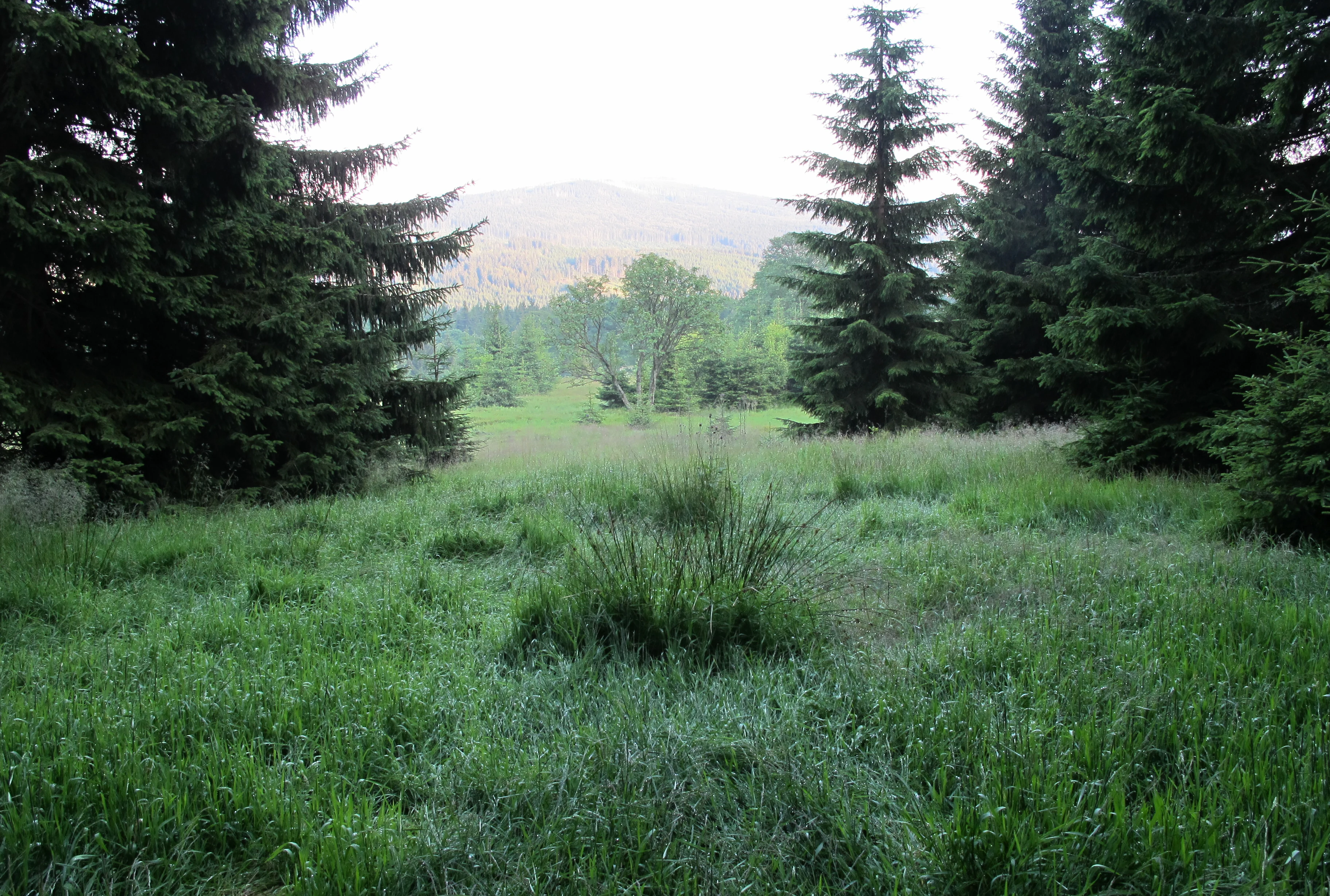 A green grassy clearing framed by dark conifer trees leading to a distant, hazy hillside.