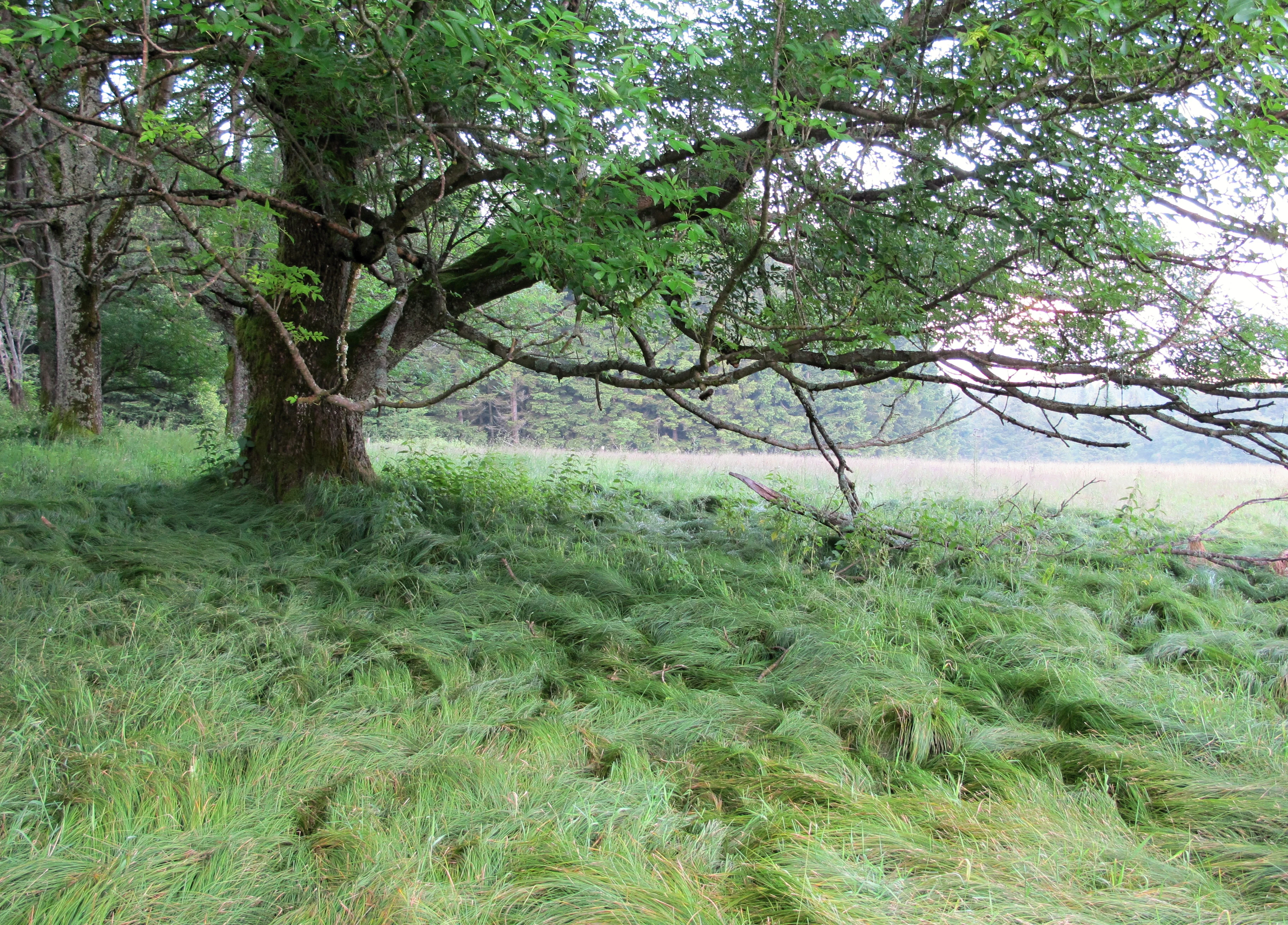 A large, leafy tree with spreading branches provides shade over a field of tall, bent grass in a natural forest setting.