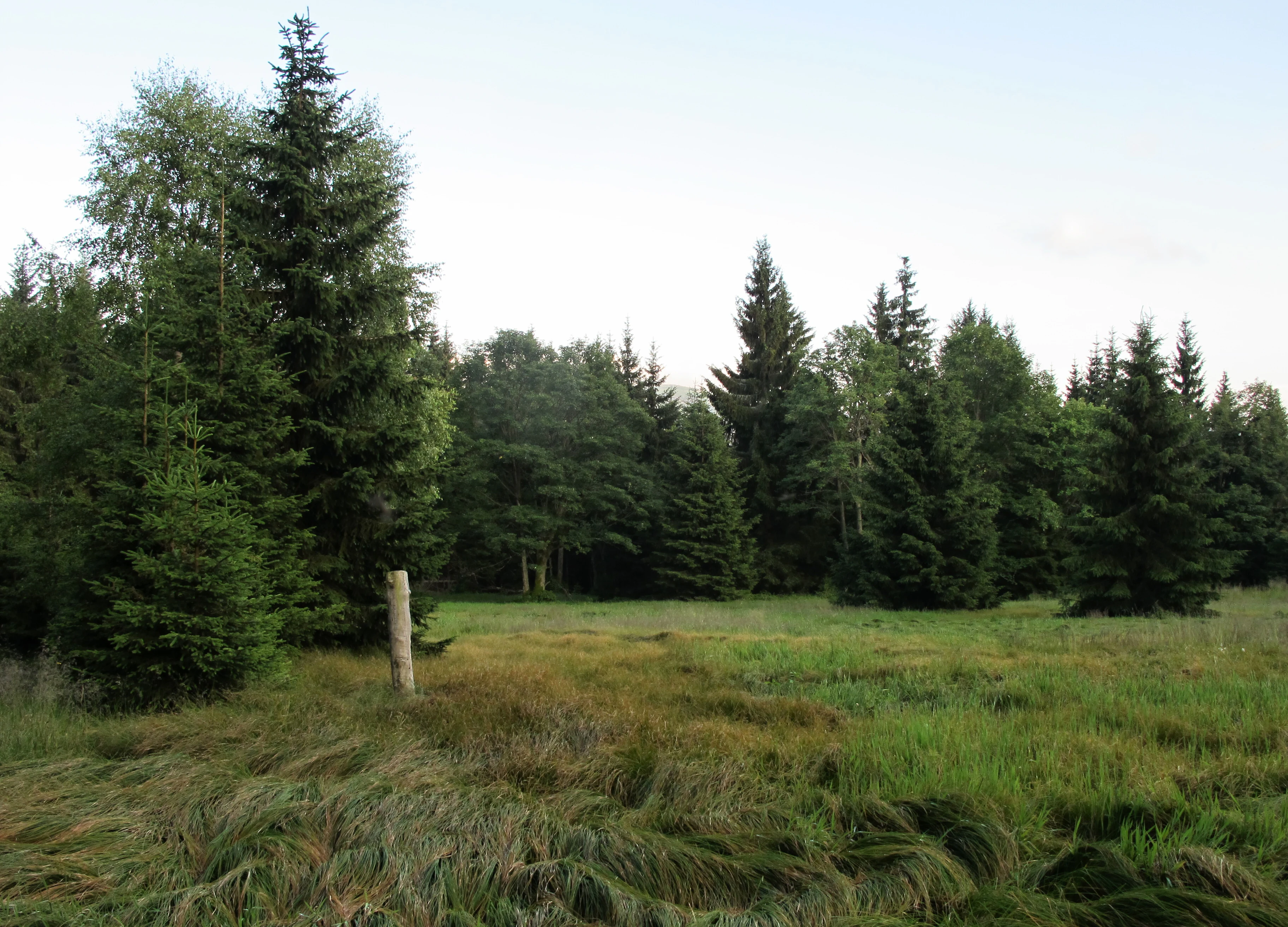A landscape view of a marshy meadow with tall green grass leading to a dense forest of spruce trees under an overcast sky.