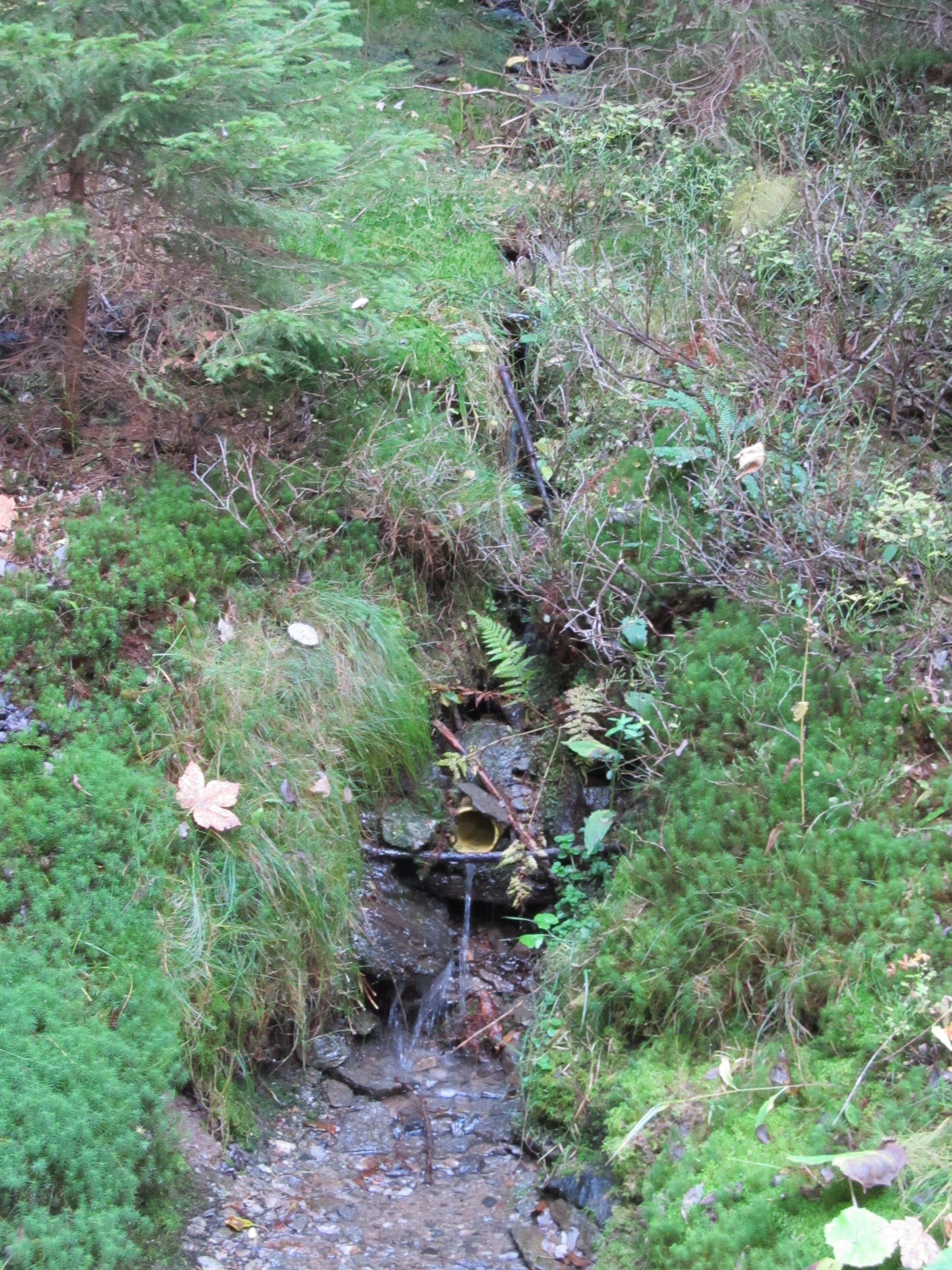 A small stream originating from a pipe embedded in the mossy, forested ground at the Prameniste nature reserve.