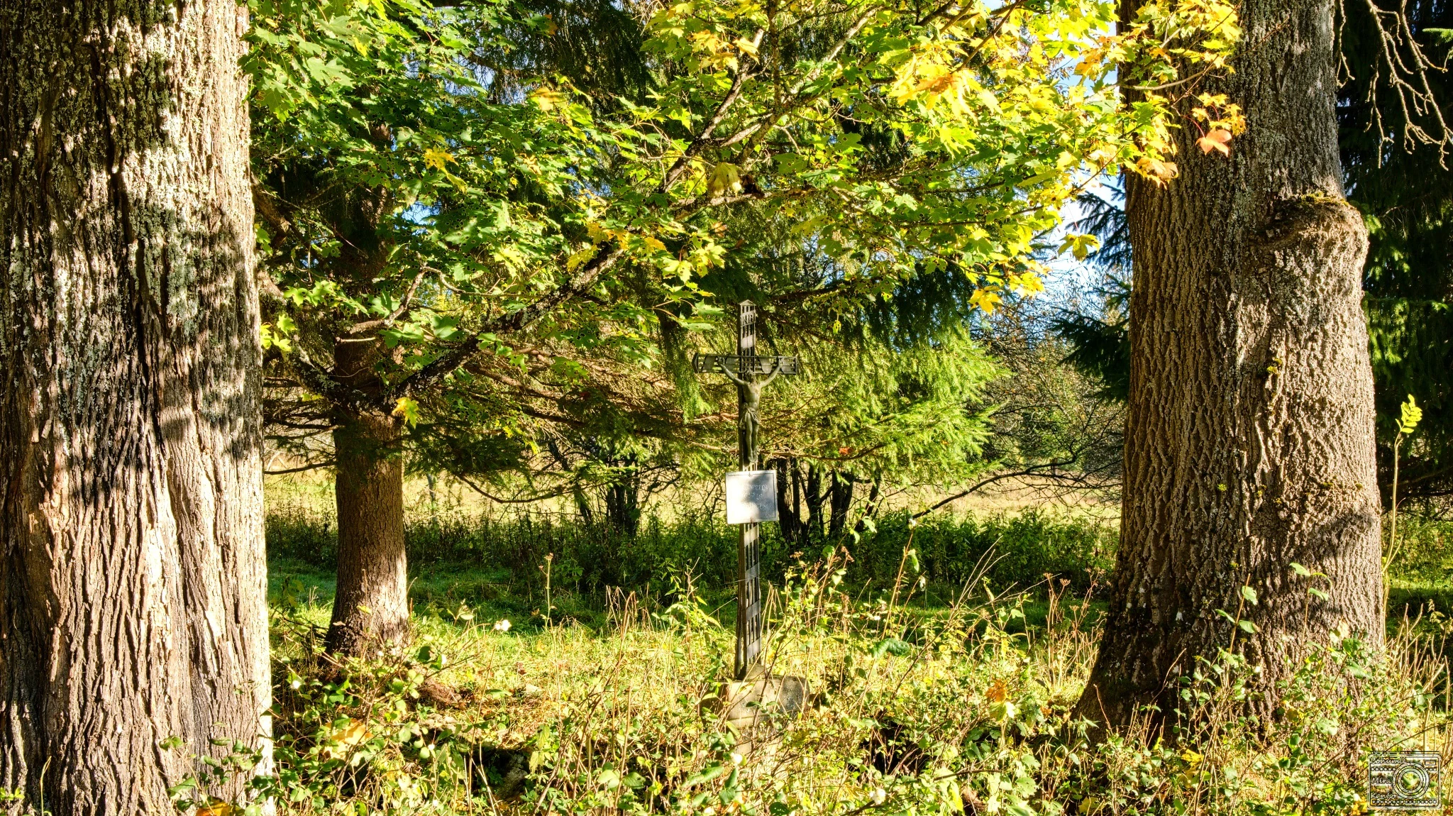 A metal cross stands in a woodland setting between two large, mature tree trunks, surrounded by green foliage.