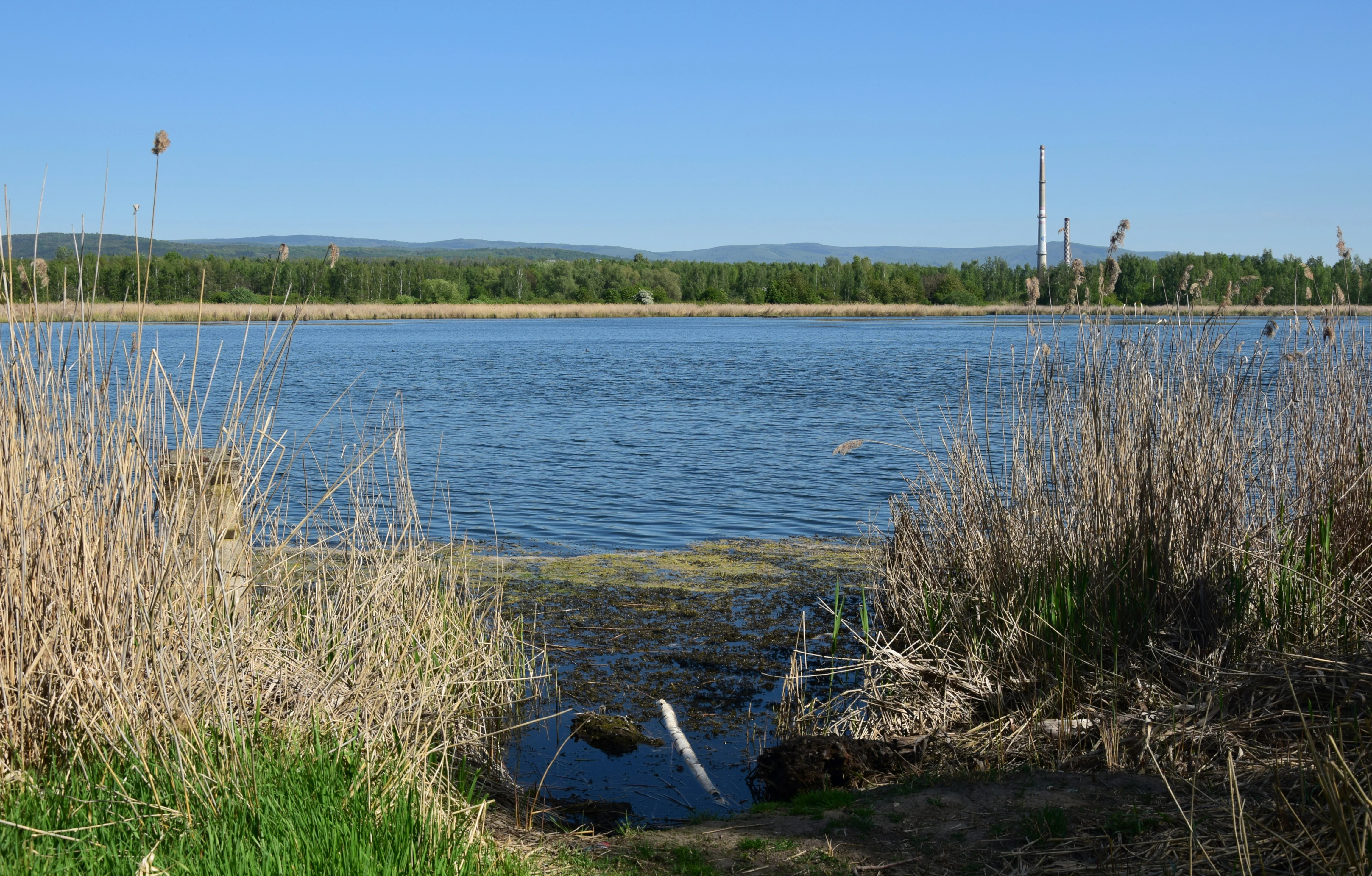 A wide view of a calm pond with tall dry grasses and reeds in the foreground, forest in the background, and a distant industrial smokestack against a clear blue sky.