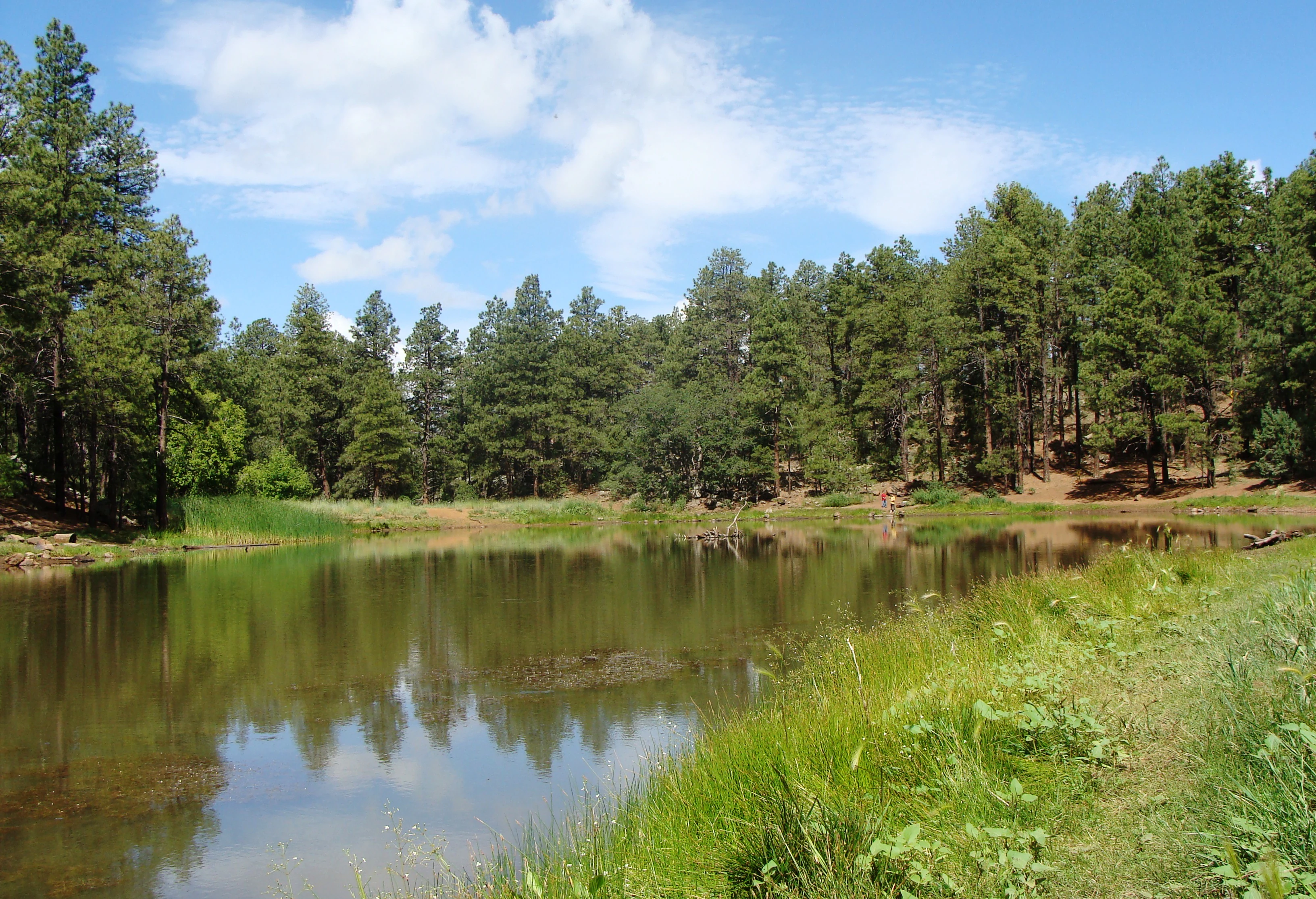 A calm, reflective pond centered in the frame, surrounded by a thick coniferous forest under a blue sky with light clouds.