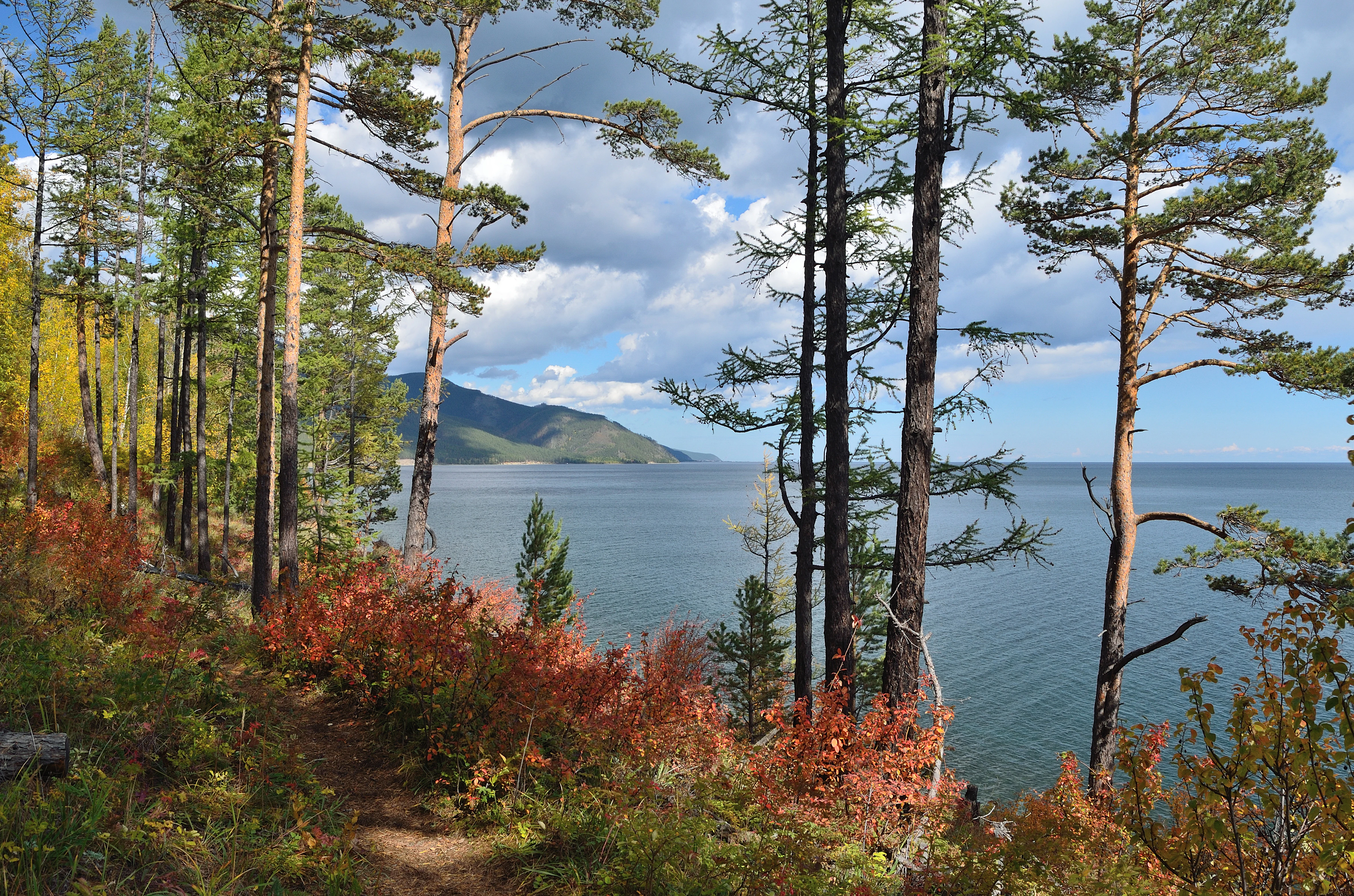 A dirt hiking trail winds through a forest of pine and larch trees alongside the calm blue waters of Lake Baikal, with distant mountains visible on the horizon under a cloudy sky.