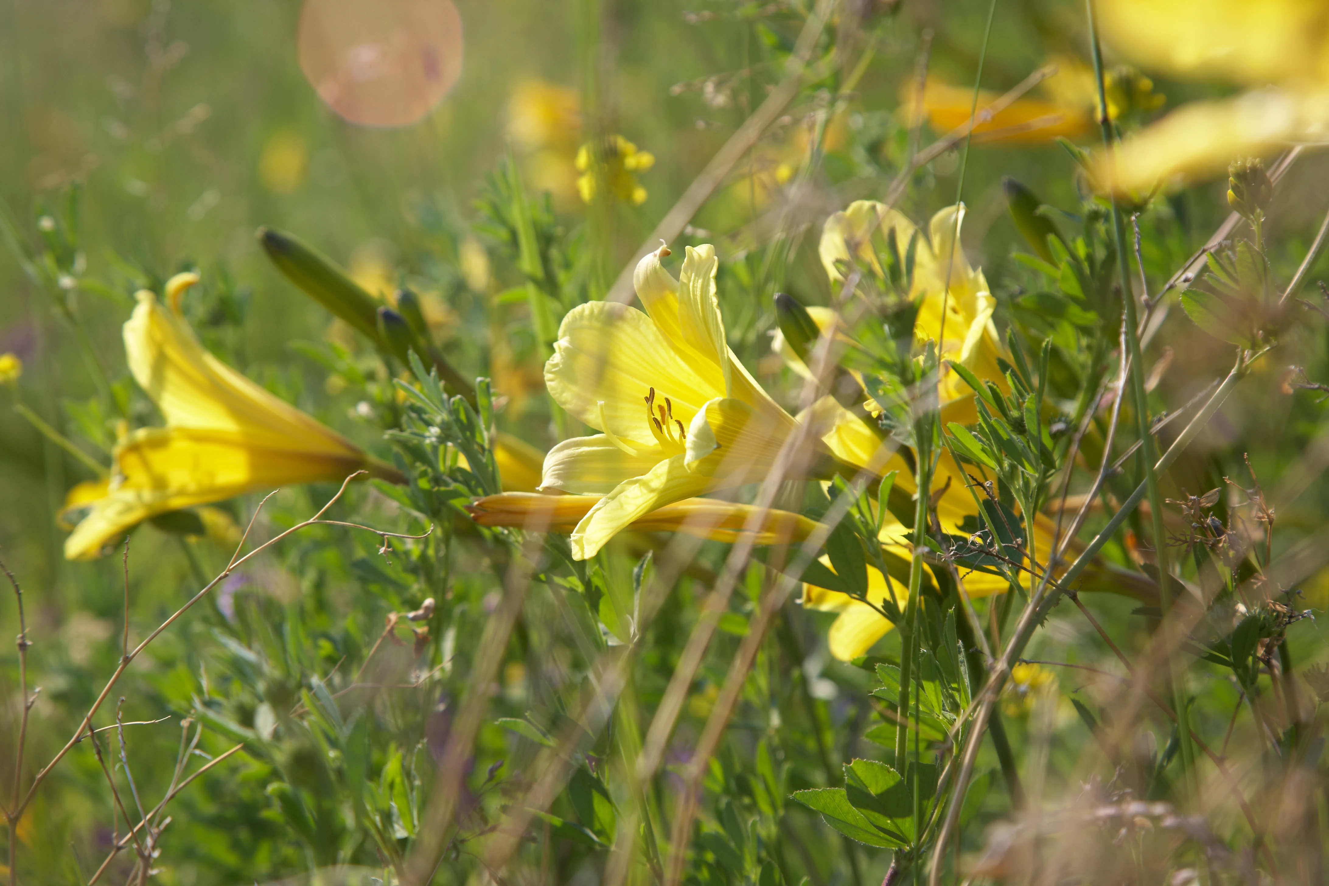 Close-up view of bright yellow lilies growing among tall grasses and green foliage in a sunlit meadow.