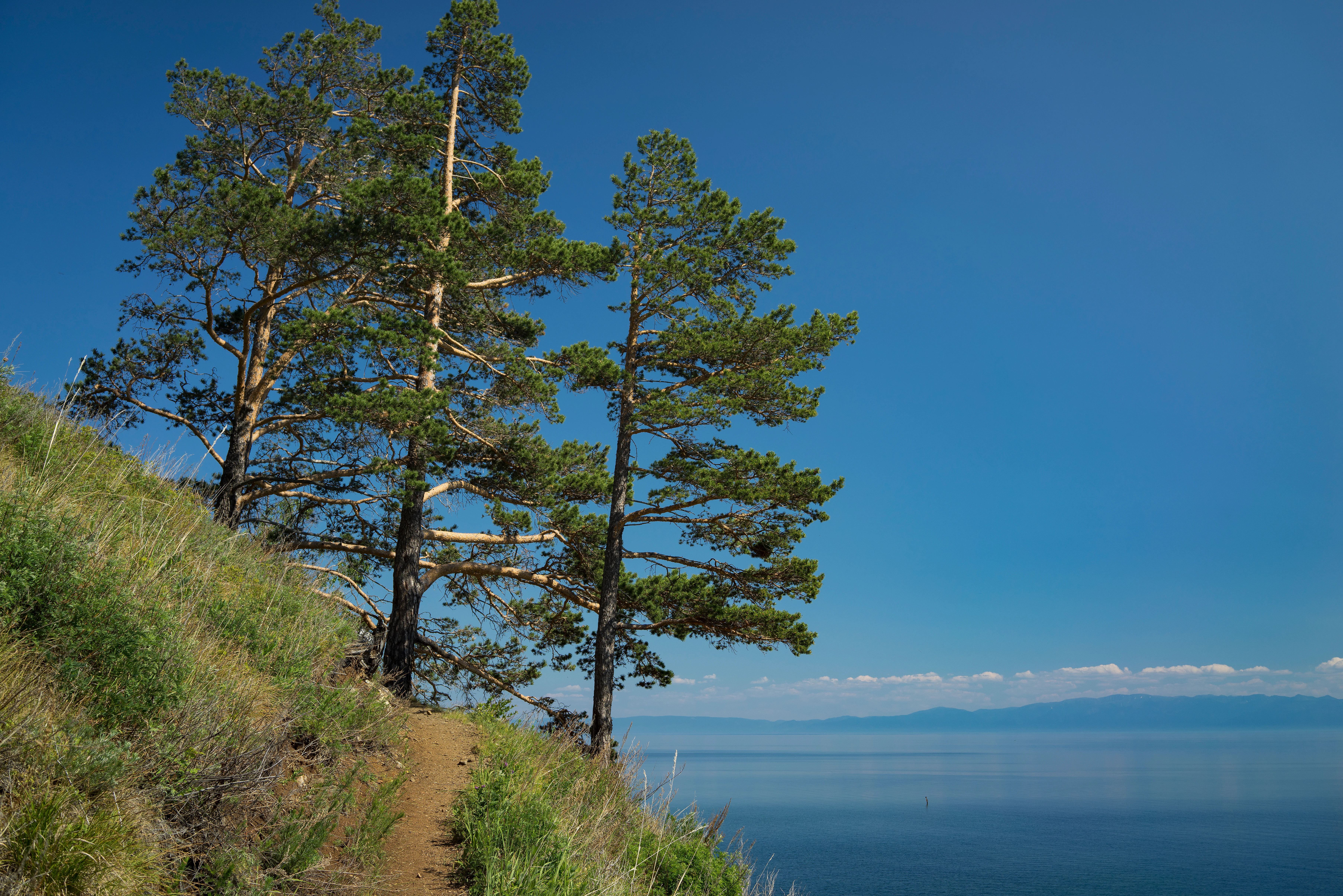 A dirt hiking trail slopes along a grassy hillside with mature pine trees standing on the edge, overlooking a vast blue lake under a clear sky.