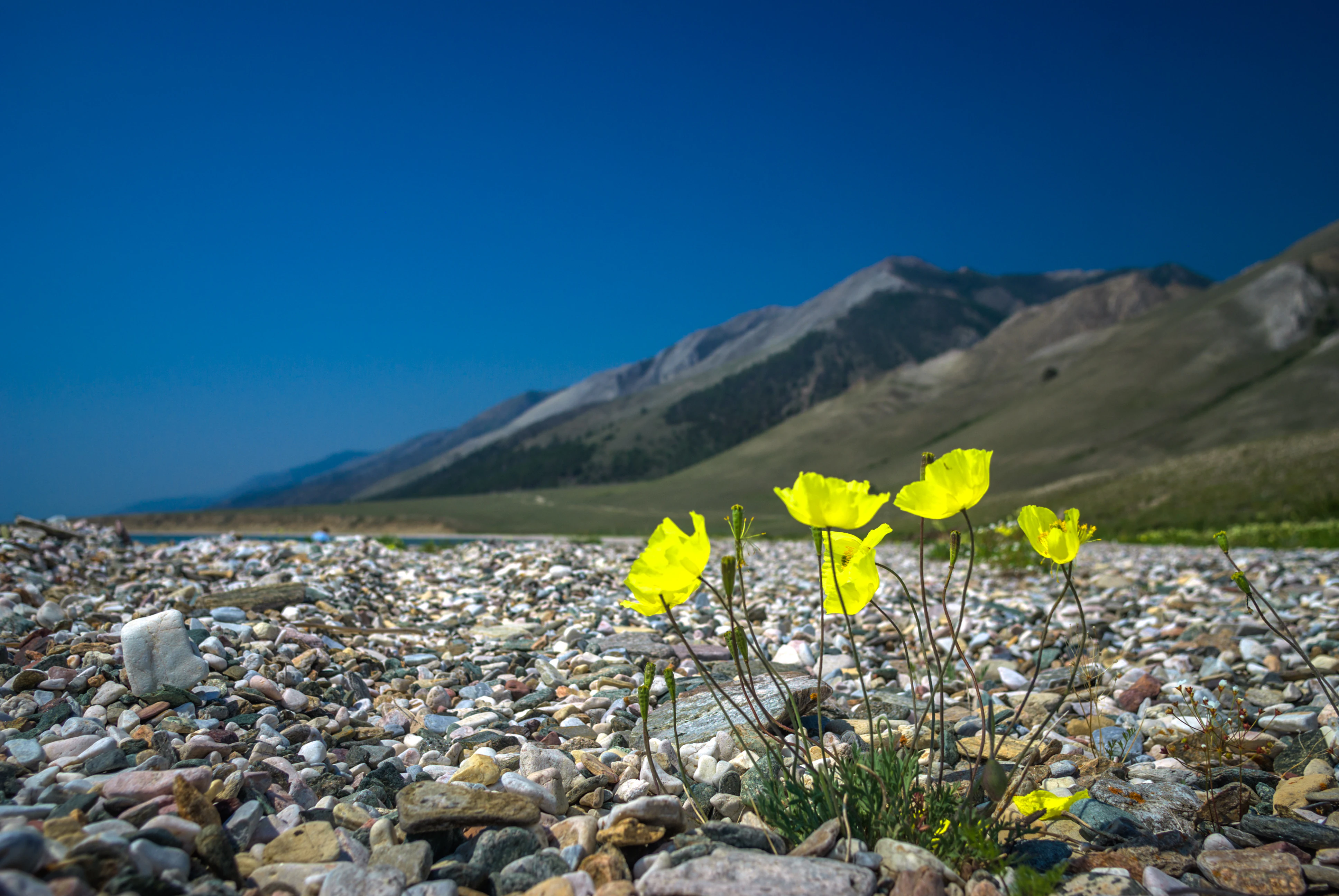 A close-up shot of bright yellow poppies growing out of a grey, rocky beach with mountain slopes and a deep blue sky in the background.