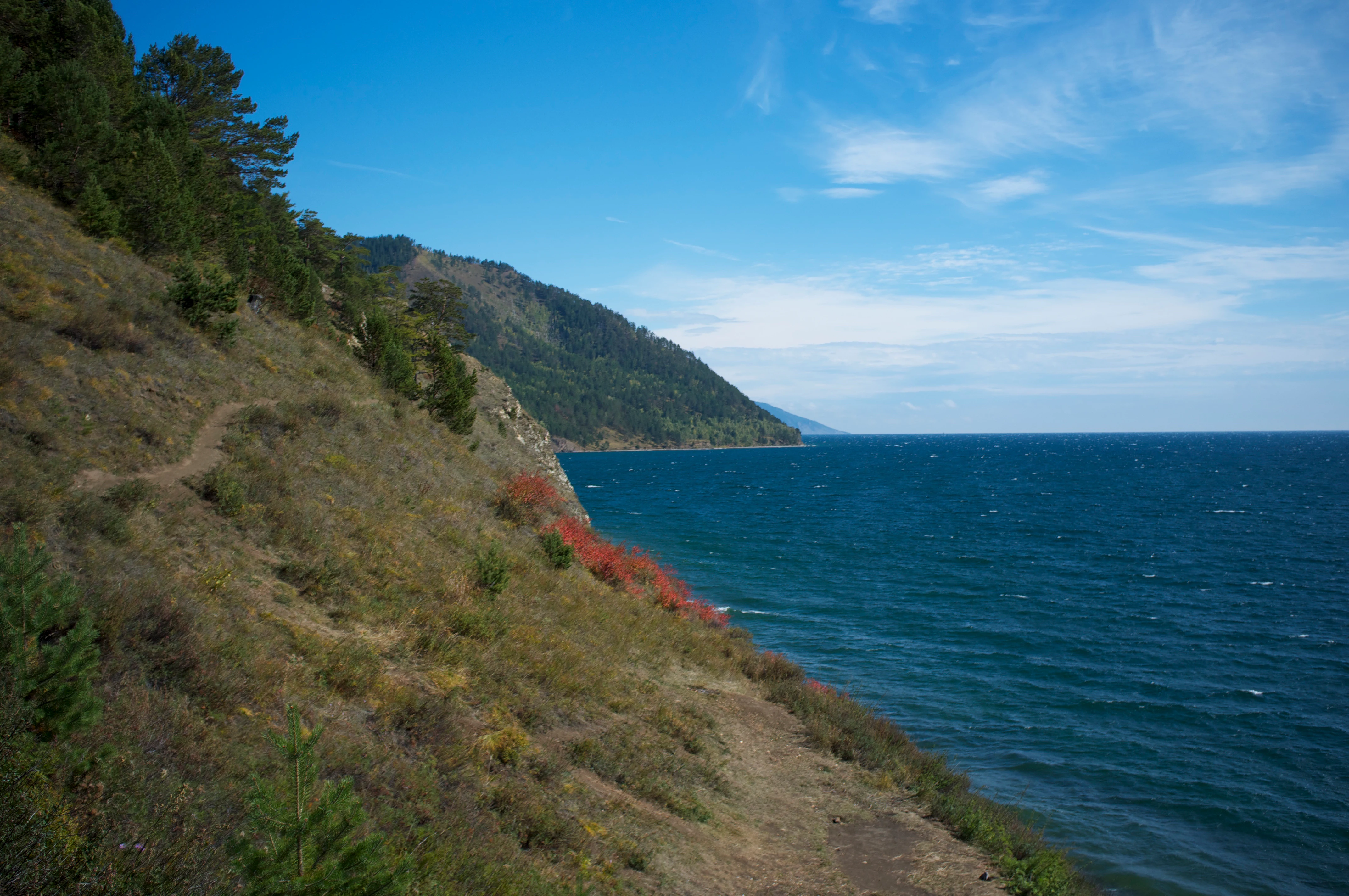 A wide angle view looking along a grassy, tree-lined coastal slope descending into the deep blue water of Lake Baikal under a clear sky.