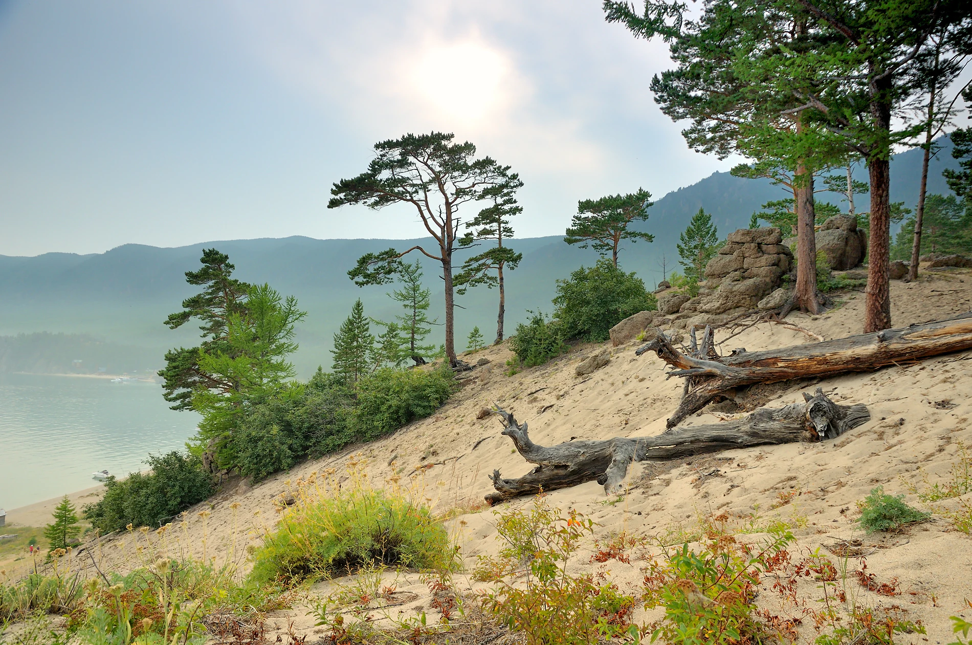 A sandy slope with exposed tree roots and scattered downed logs overlooking a lake and distant mountain range.