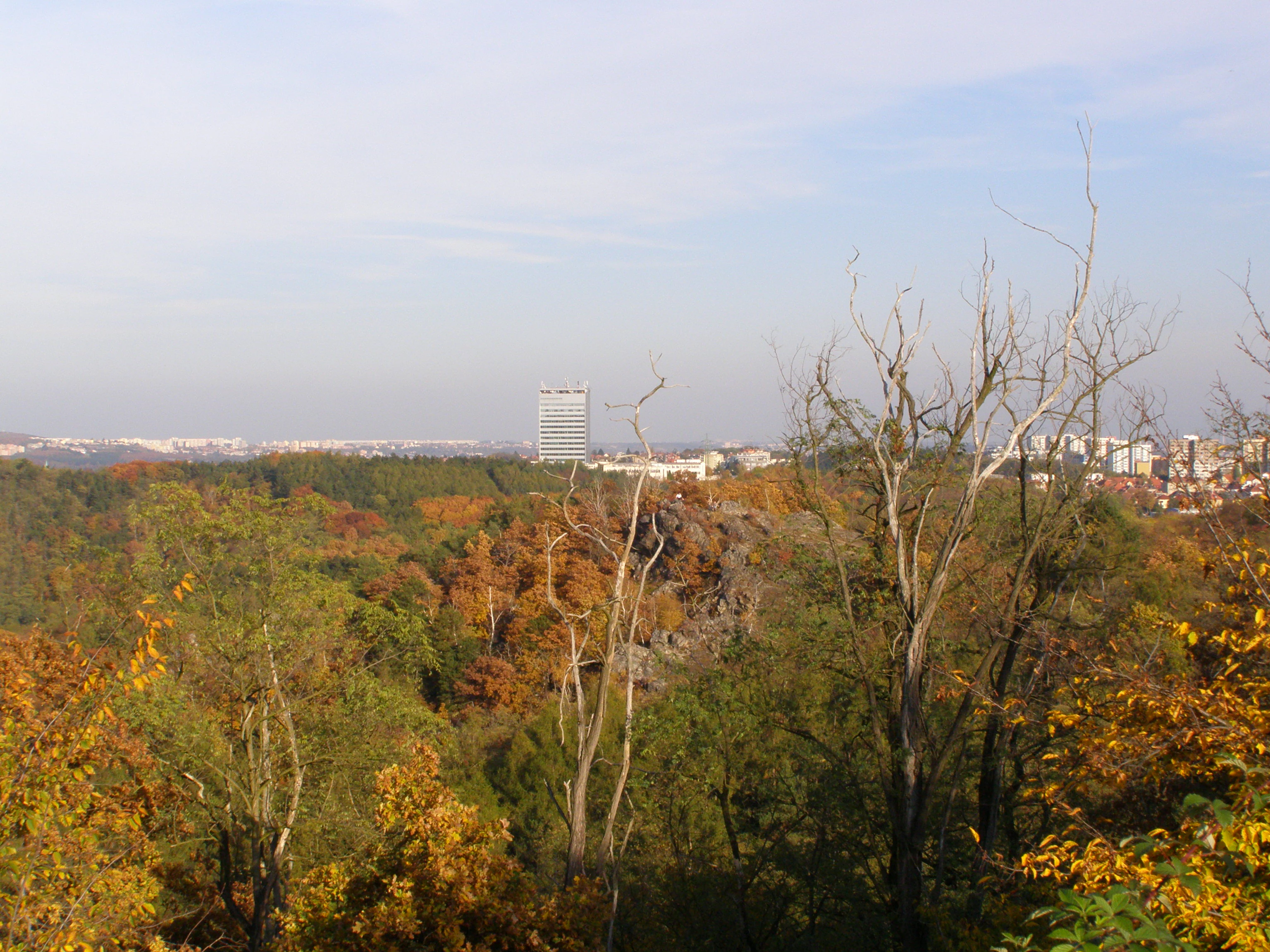 Wide landscape shot of a dense forest during autumn with yellow and green foliage, overlooking a city horizon with a tall building.
