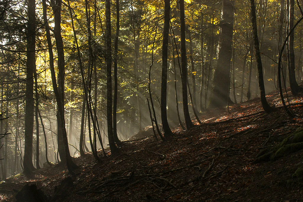 Sunlight rays pierce through the mist and canopy of a dense, ancient beech forest on a hillside.