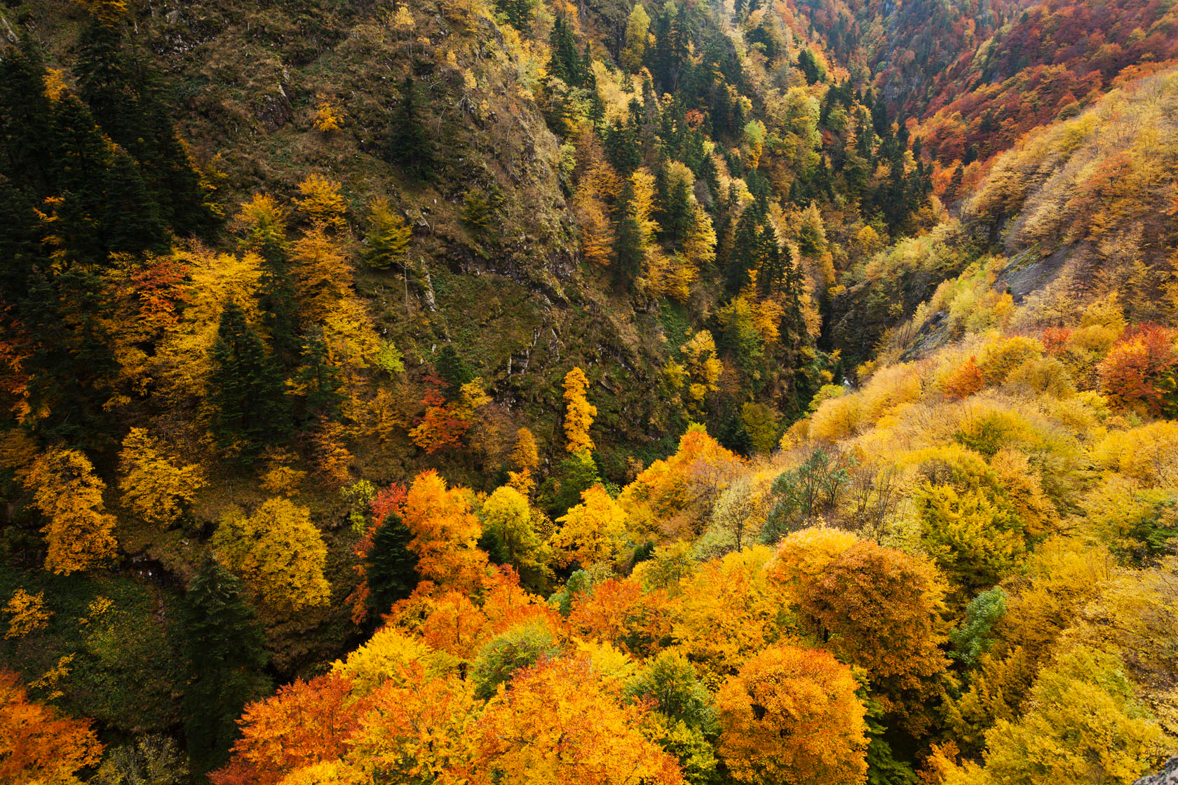 A steep, narrow river gorge densely covered in autumn-colored deciduous and coniferous trees with vibrant yellow, orange, and red leaves.