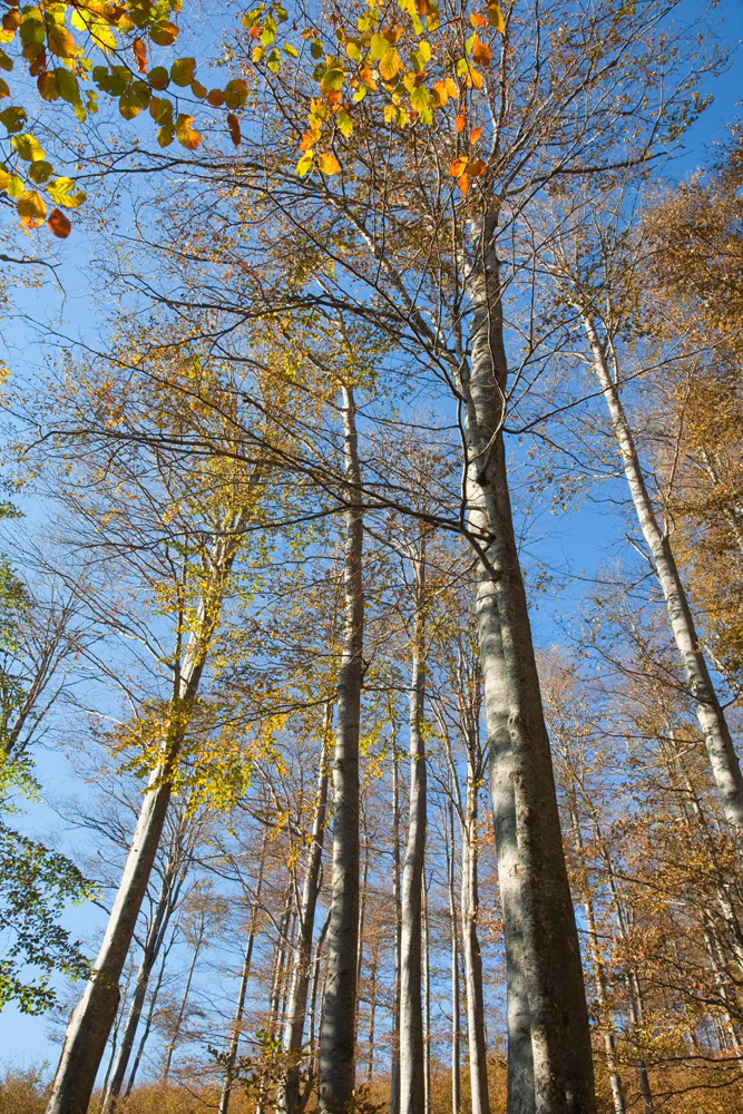 A low angle perspective looking up through the tall trunks of beech trees during autumn with yellow and orange leaves against a clear blue sky.