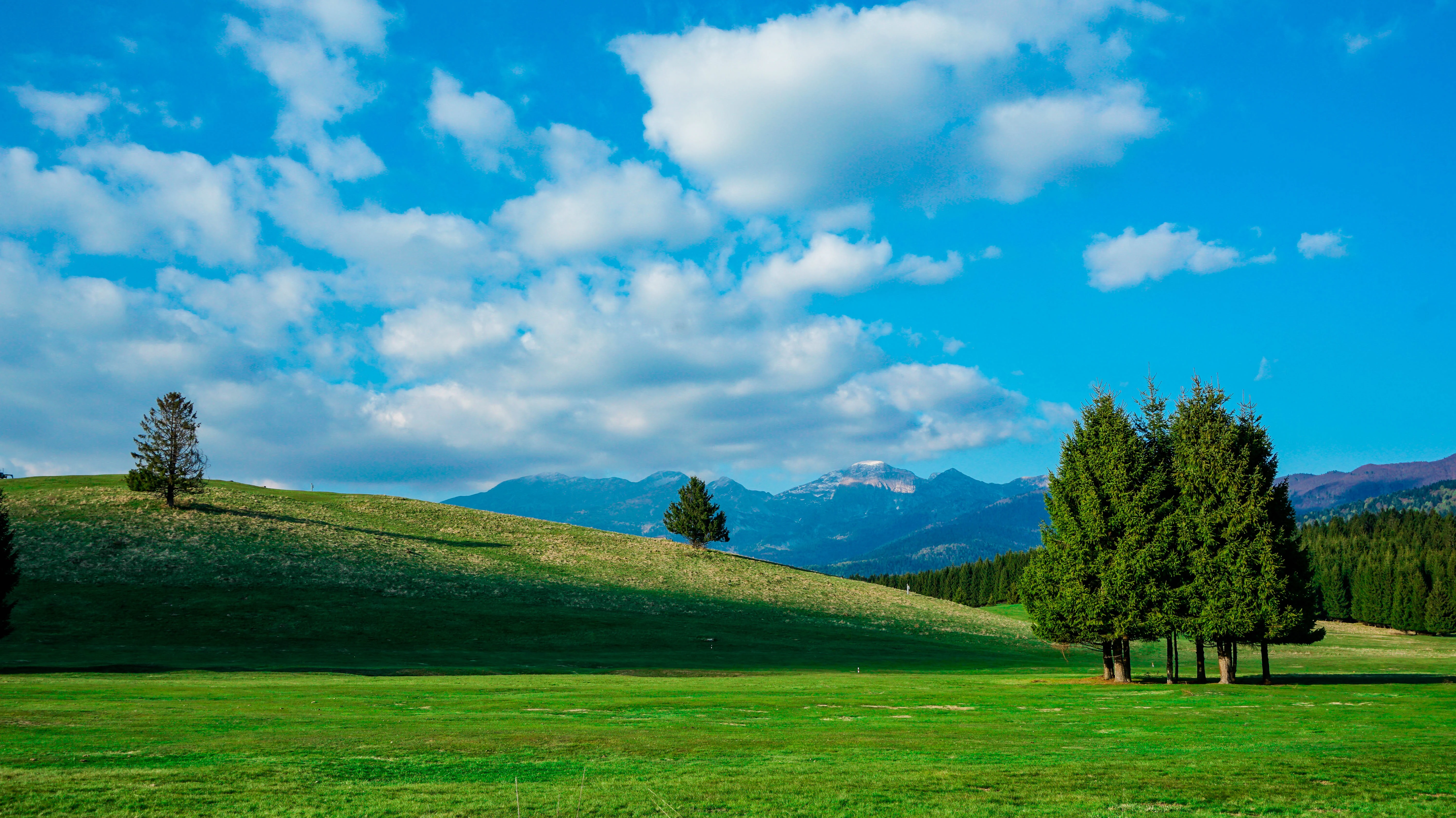 A wide landscape view of a green meadow under a bright blue sky with scattered clouds, with clusters of coniferous trees and distant mountains in the background.