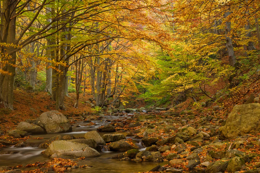 A small, rocky stream flows through a dense forest during autumn, with vibrant yellow and orange beech leaves covering the canopy and the forest floor.
