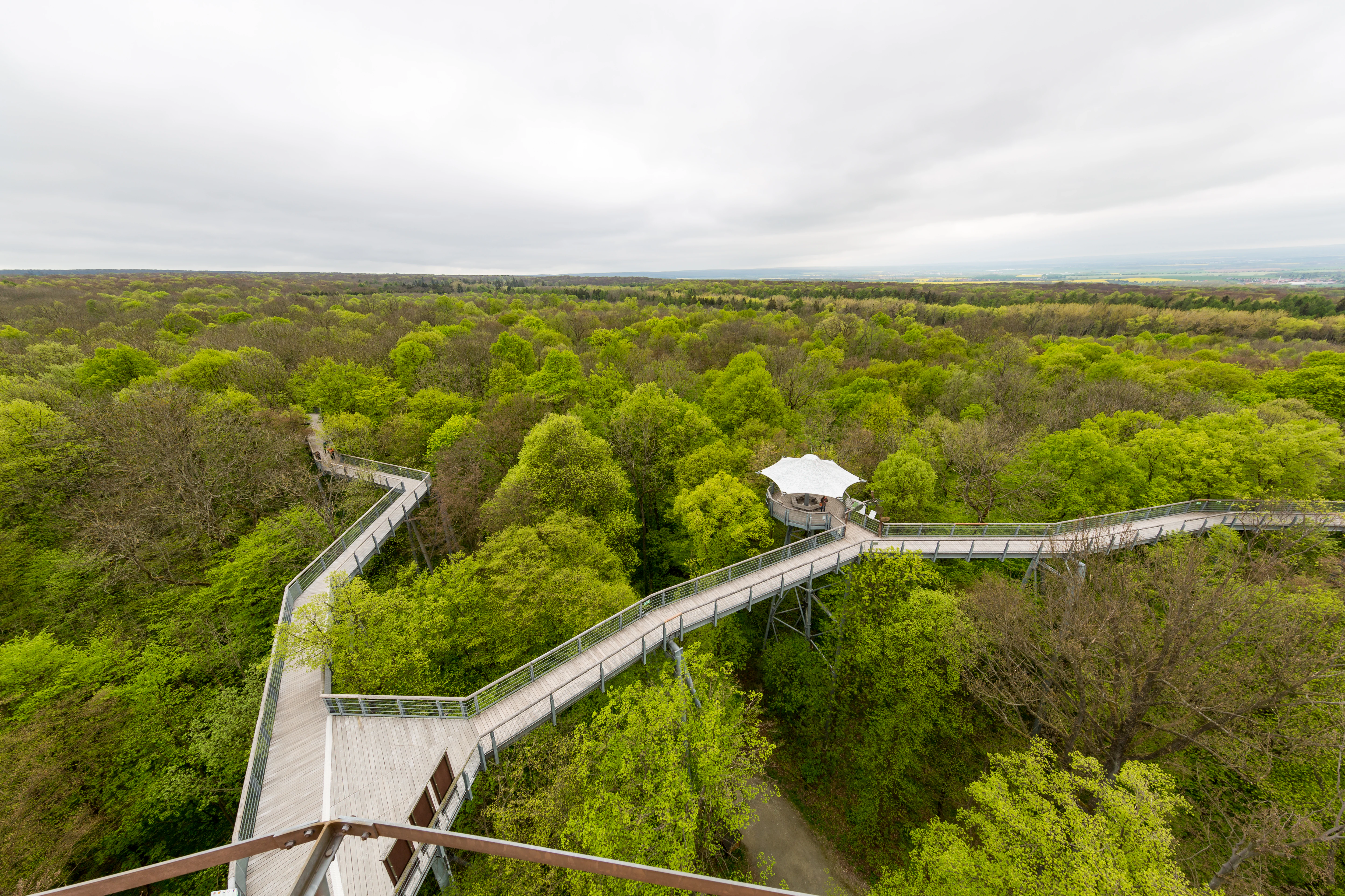 An elevated perspective of a wooden canopy walkway traversing a dense, bright green deciduous forest under an overcast sky.