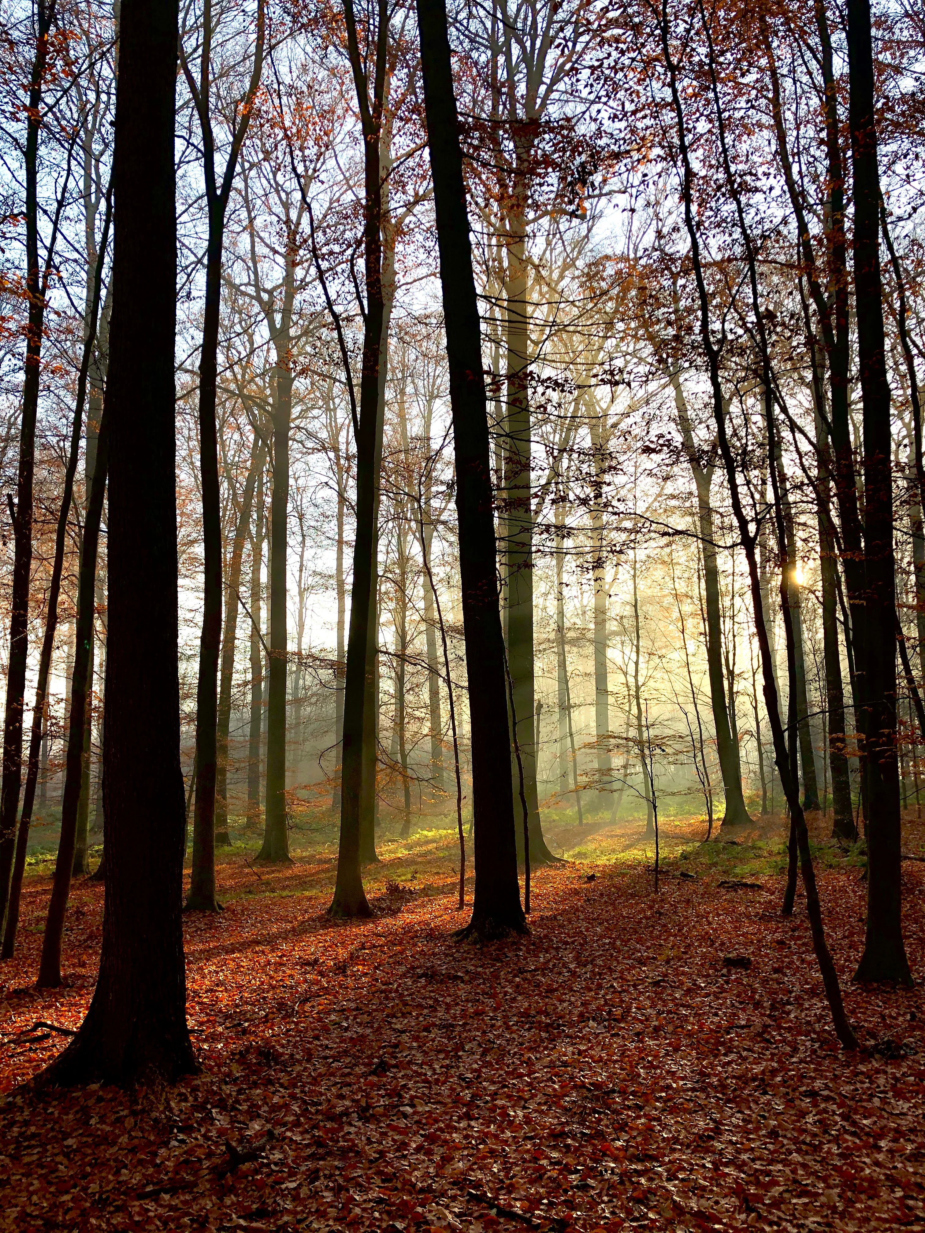 A sunlit beech forest in autumn with tall tree trunks and a ground covered in fallen brown leaves.