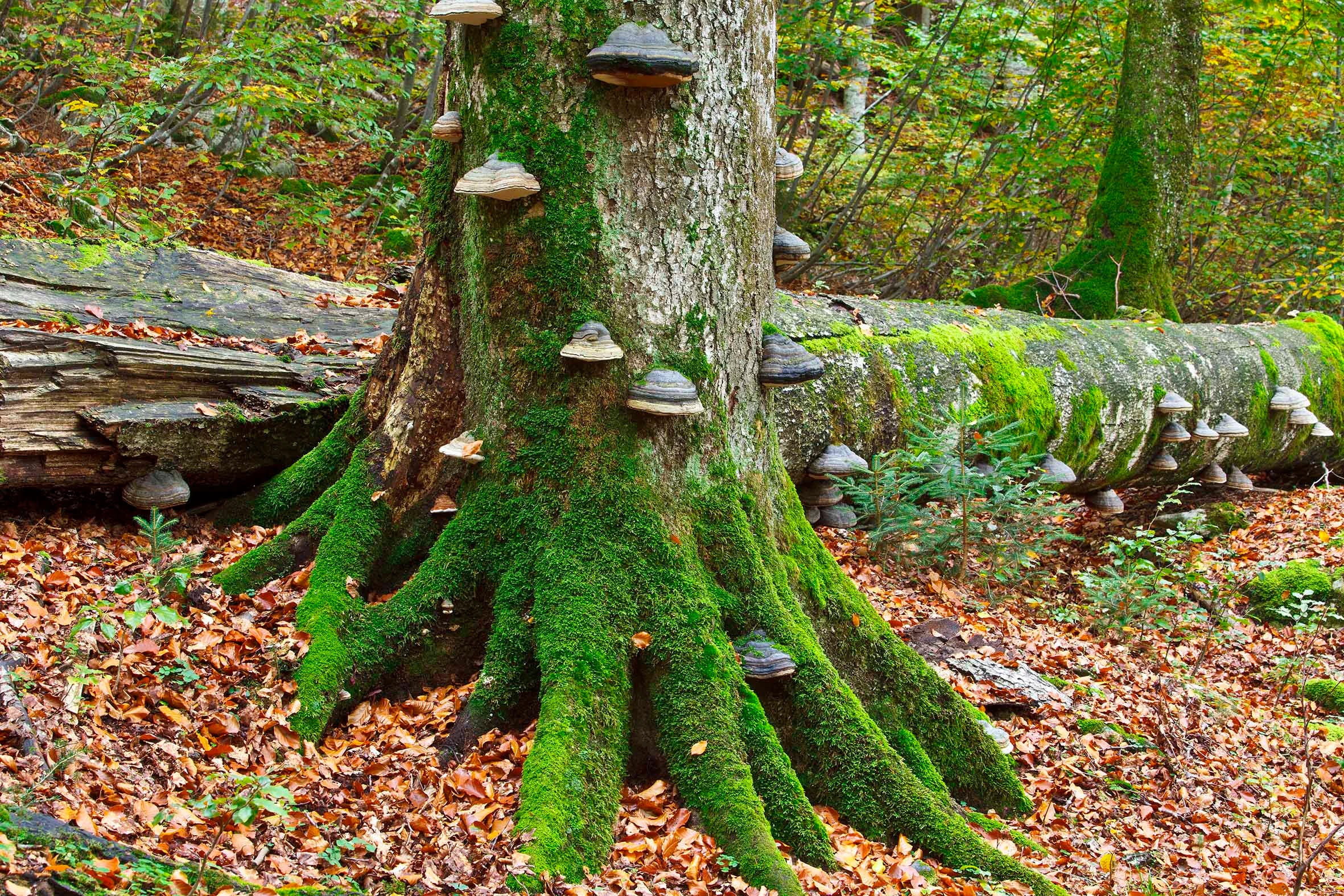 A large tree trunk in an old growth forest with bright green moss on its flared roots and many bracket fungi growing on the bark, set against a background of fallen logs and autumn leaves.