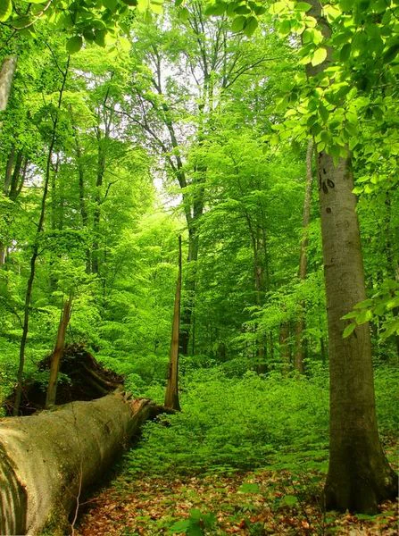 A vibrant green primeval beech forest showing a fallen log in the foreground and tall, dense canopy trees.