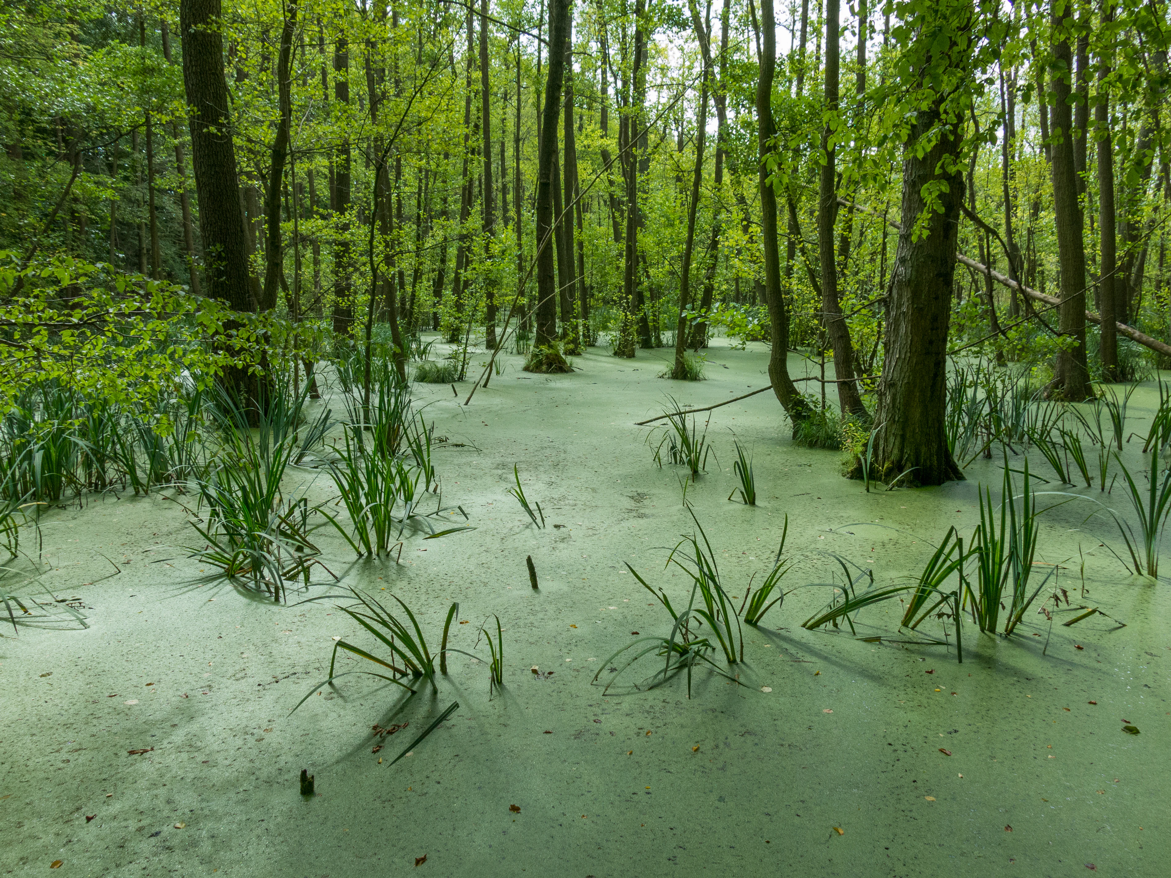 A green, algae-covered forest lake surrounded by tall, deciduous trees in a dense woodland setting.