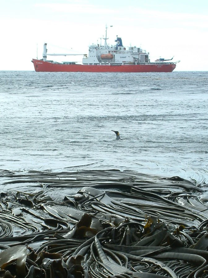 A red research vessel floats on the open ocean behind a thick bed of bull kelp with a king penguin swimming in the middle distance.