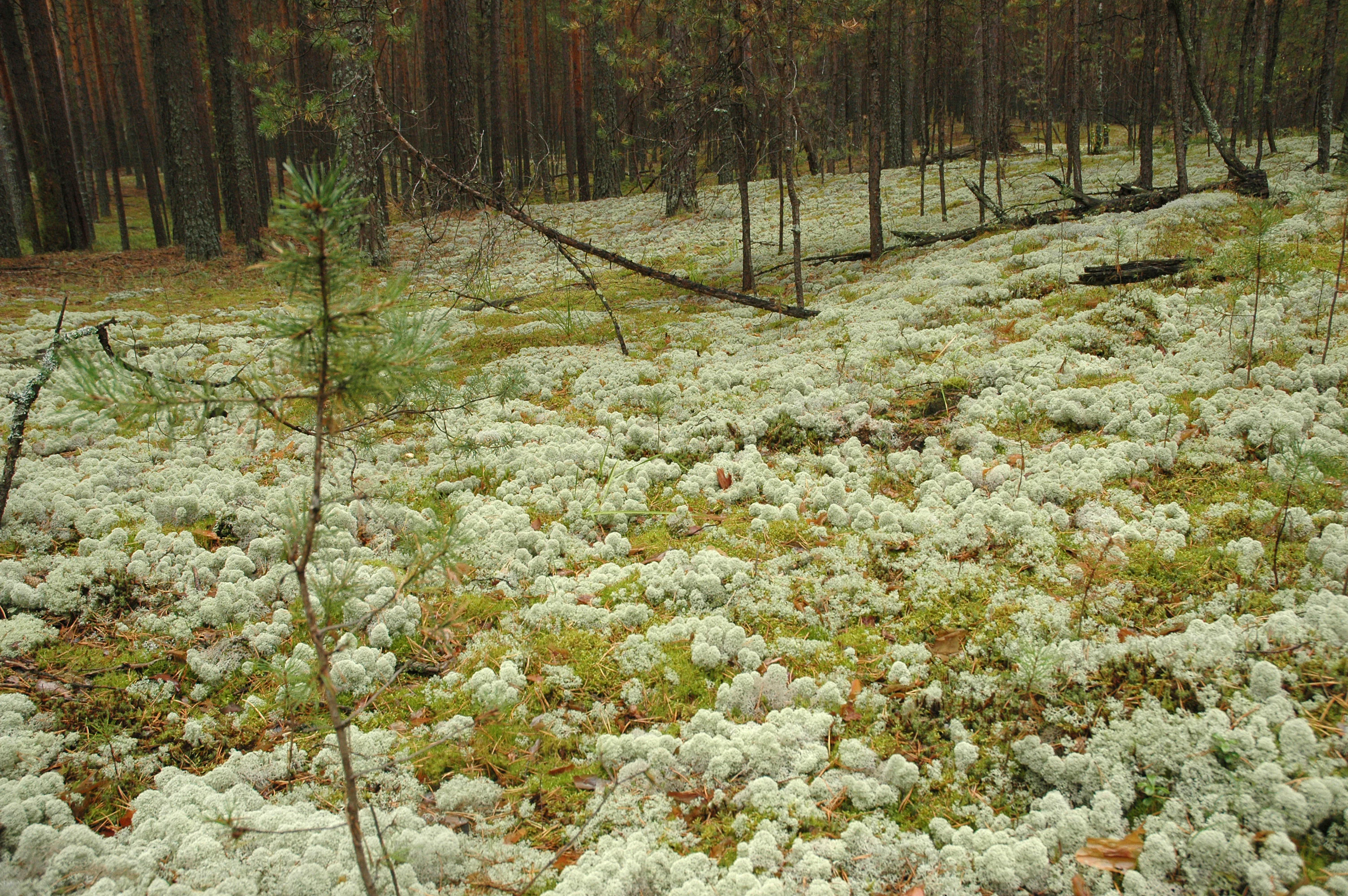 Pine forest floor covered with white moss or lichen with young pine saplings and mature pine trees in background