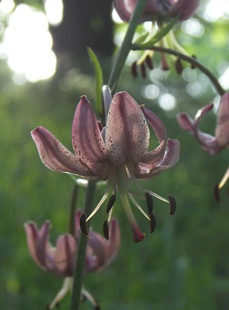 A close-up photograph of a pink, spotted Turk's cap lily flower in bloom, with a blurred green forest background.