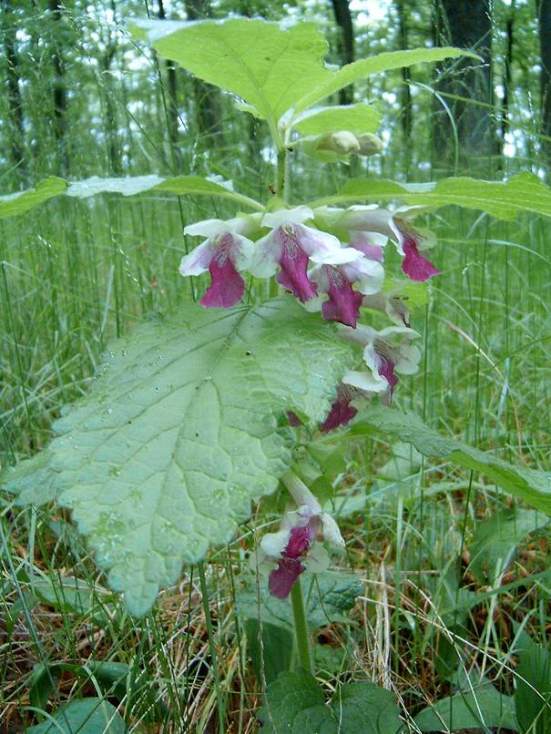 A close-up view of a Melittis melissophyllum plant with distinct white and magenta flowers and broad, textured green leaves, situated in a grassy forest floor setting.