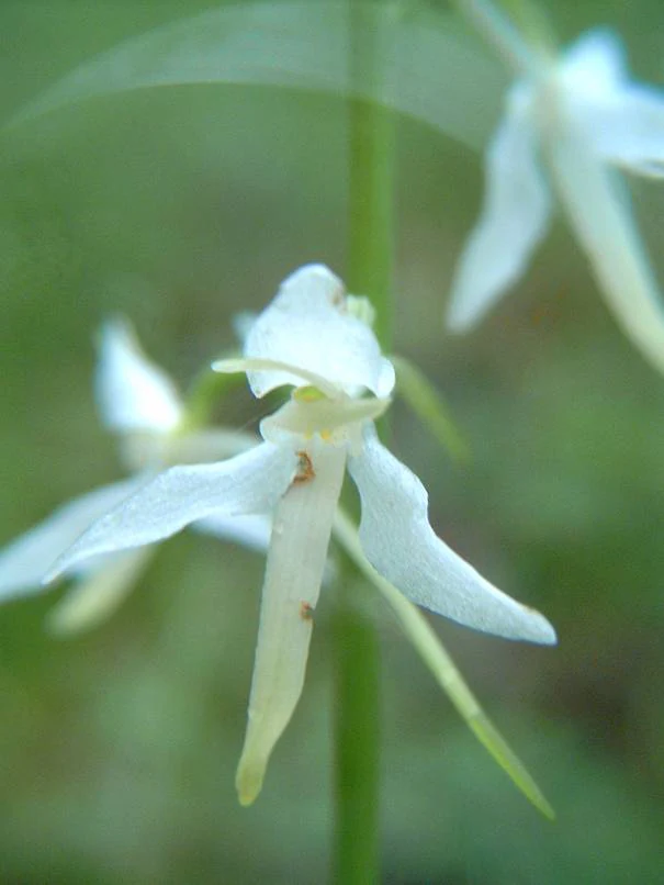 Close-up of a small white flower with slender, spreading petals and a central structure, set against a soft green background.