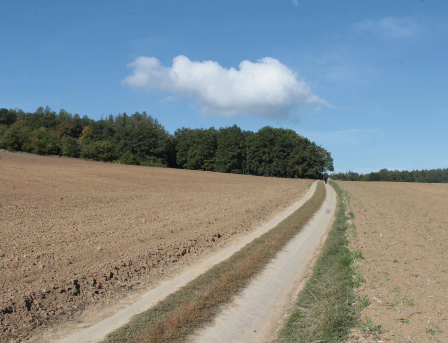 A dirt trail winds through brown plowed fields toward a line of green forest under a blue sky with one small cloud.
