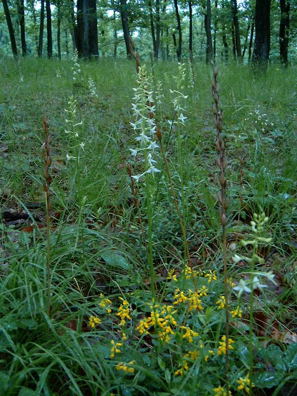 A group of slender, white-flowered Lesser butterfly orchids rising above small yellow wildflowers in a forested park setting.