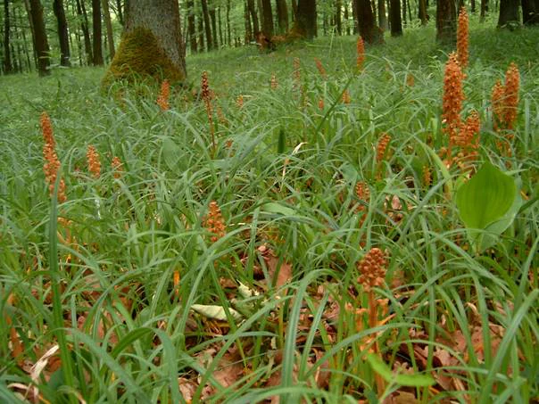 Several brown, stalked bird's-nest orchids emerging from green grass on a shaded forest floor.