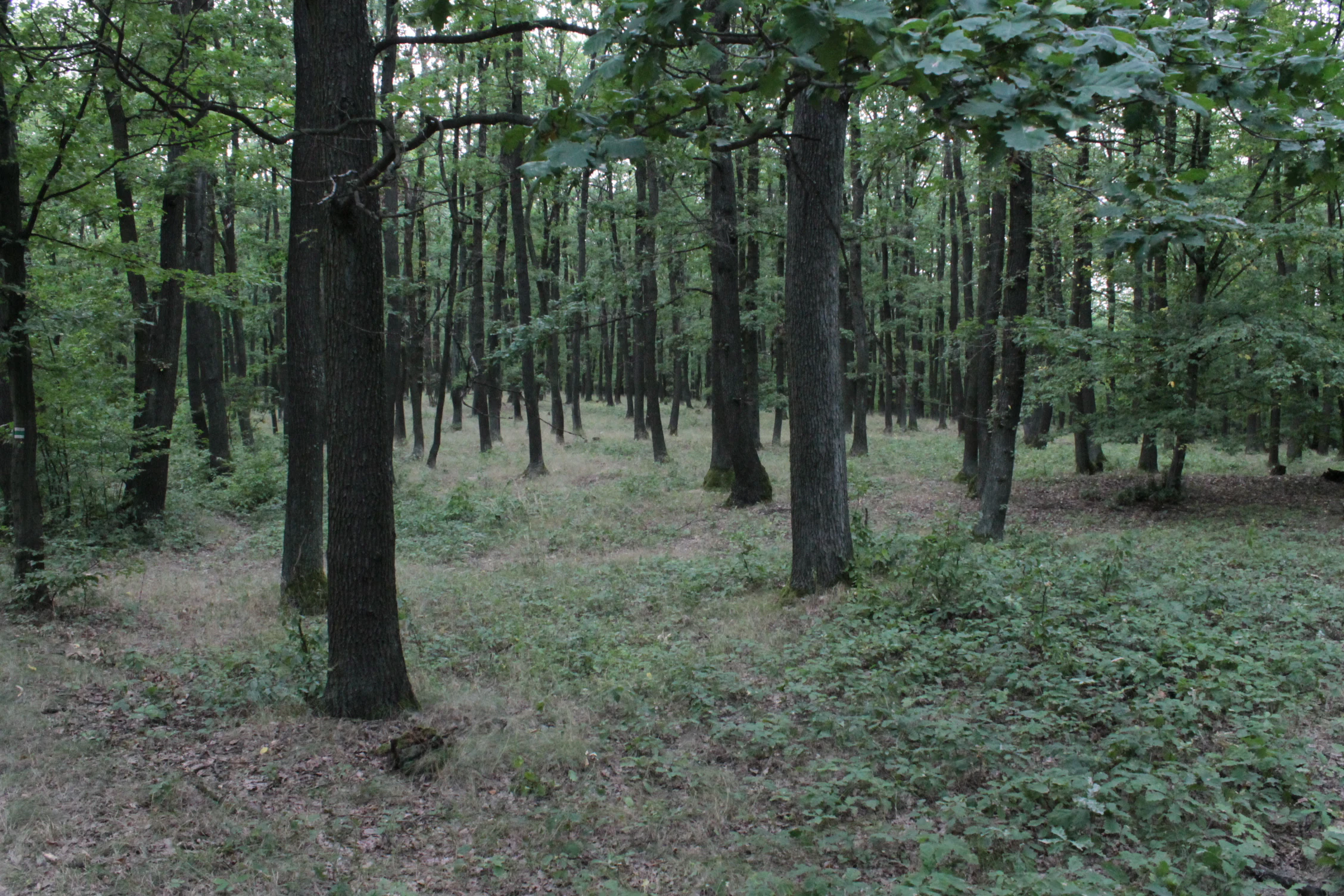 A dense, mature deciduous forest with slender tree trunks, green canopy, and a leaf-littered ground in a nature park.