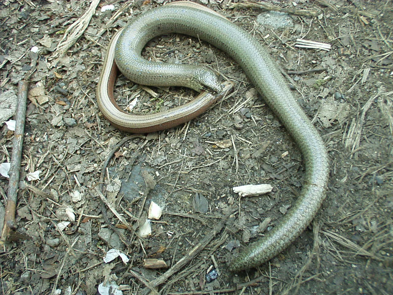 A brown, legless slow worm resting on a dirt ground covered with scattered twigs and leaf debris.