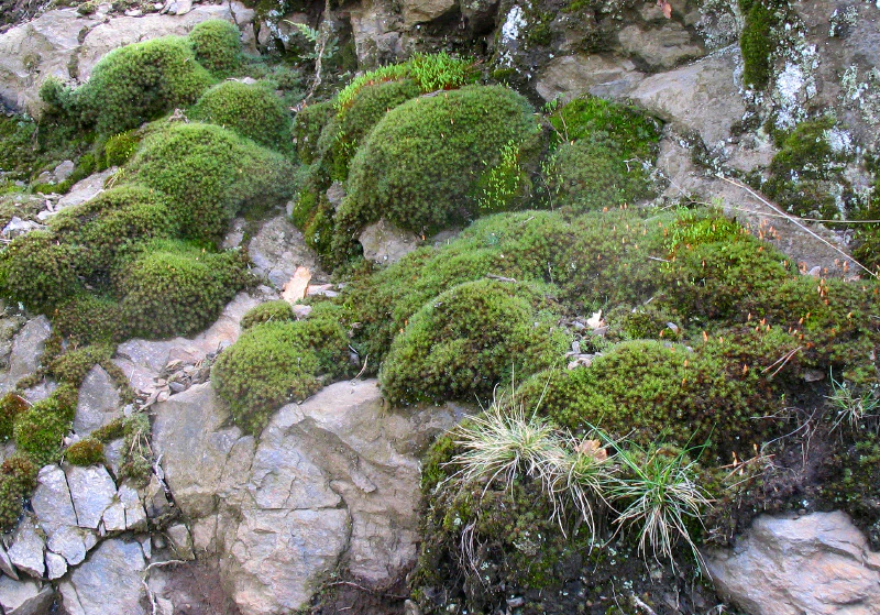 Close-up view of vibrant green moss growing in patches on a weathered, light-colored rocky outcrop.