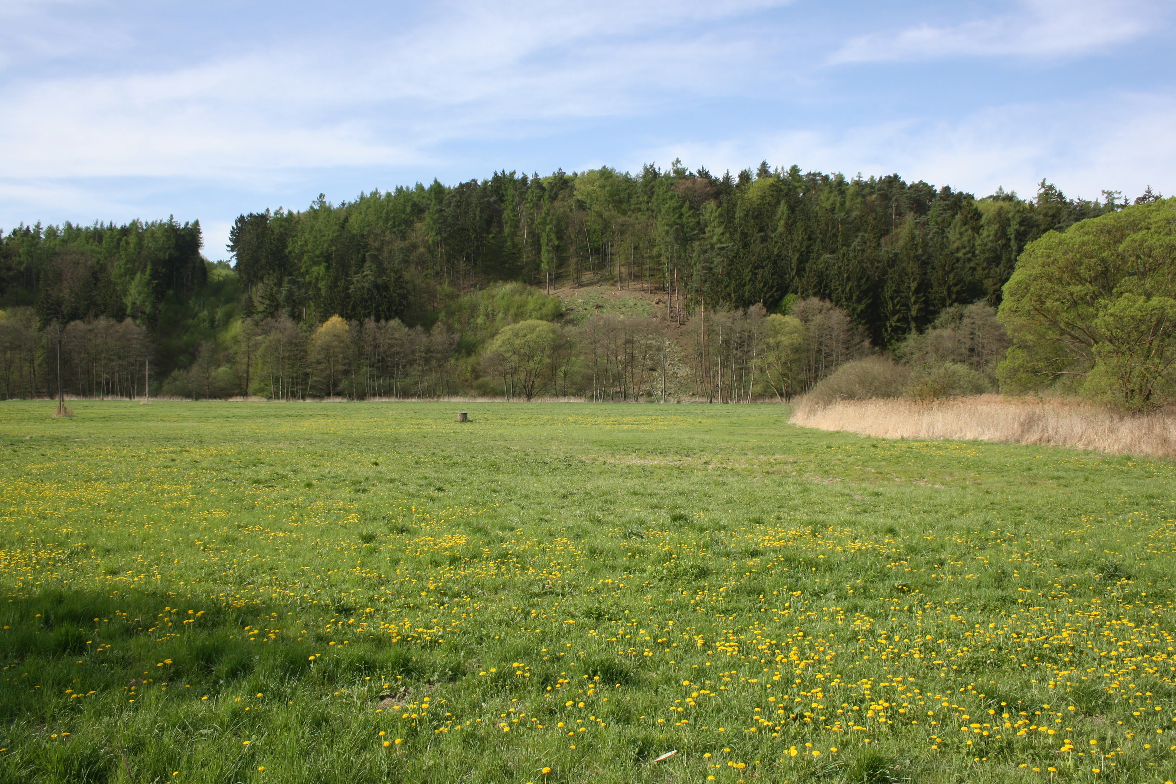 A wide view of a grassy meadow covered in yellow wildflowers, with a dense forested hill in the background under a blue sky.