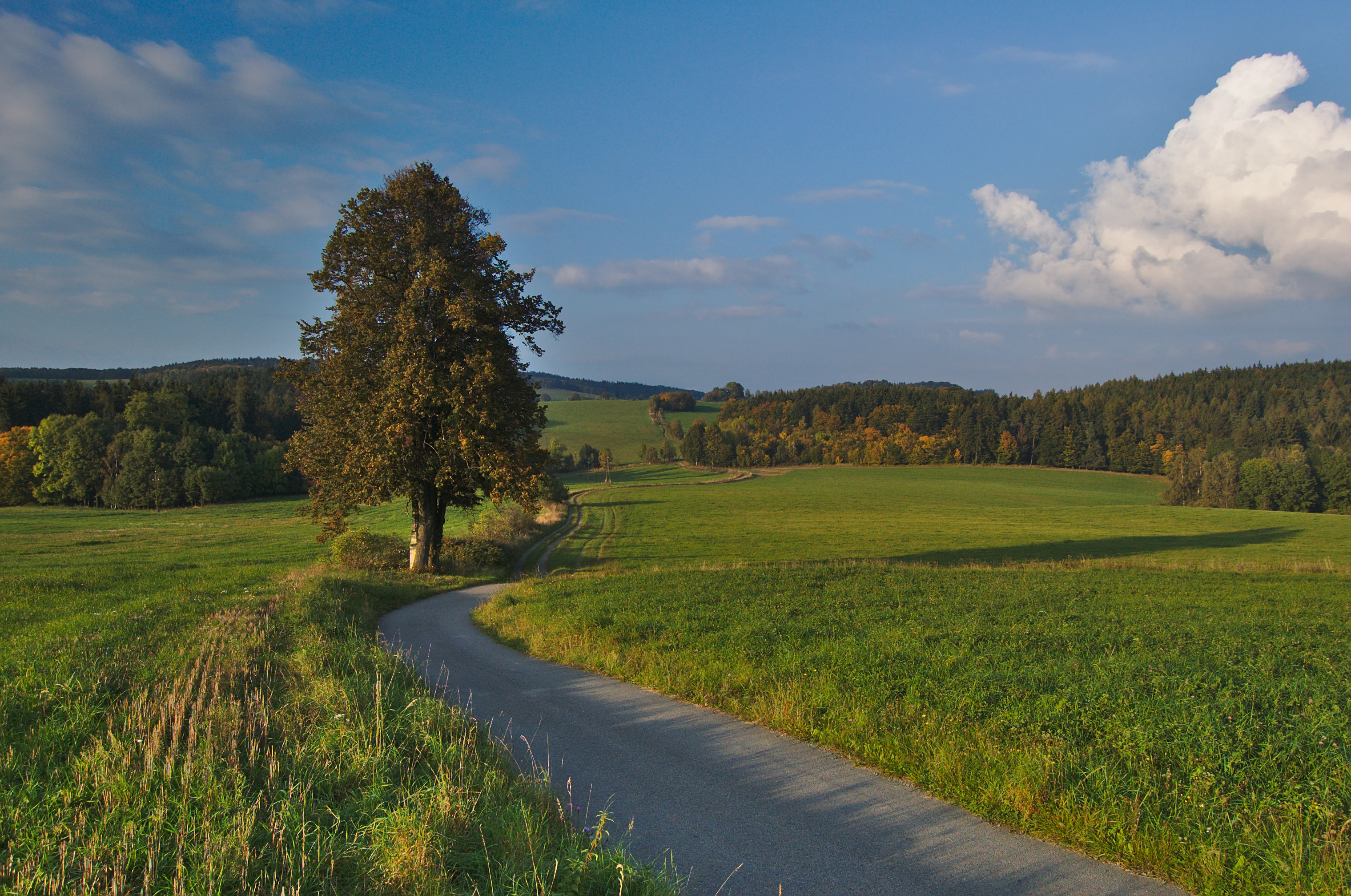 A narrow paved road winds through lush green meadows toward a forested hill under a blue sky with scattered clouds, with a large solitary tree standing by the roadside.