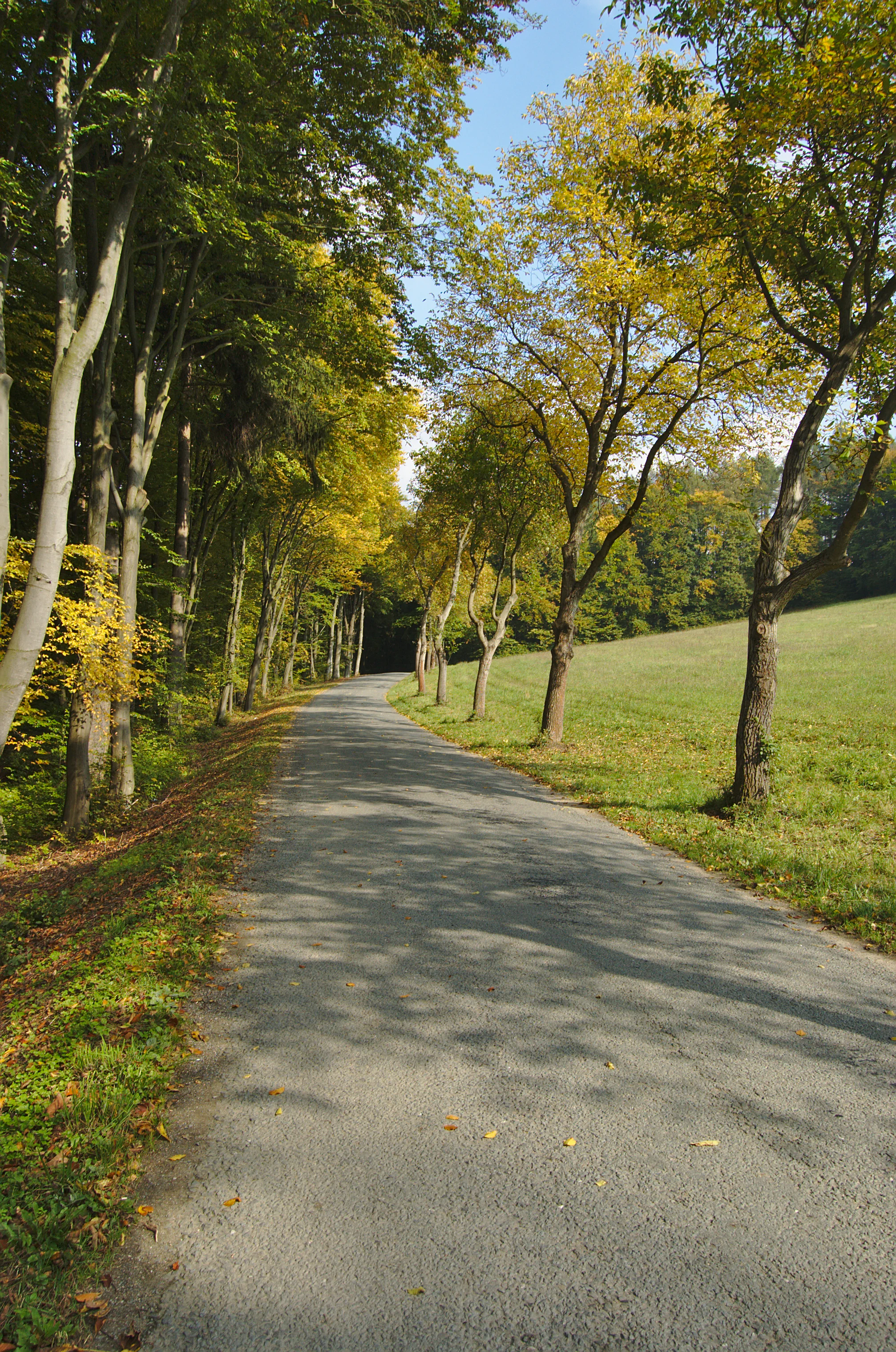 A narrow paved road flanked by tall deciduous trees with early autumn foliage, bordering an open meadow under a clear blue sky.