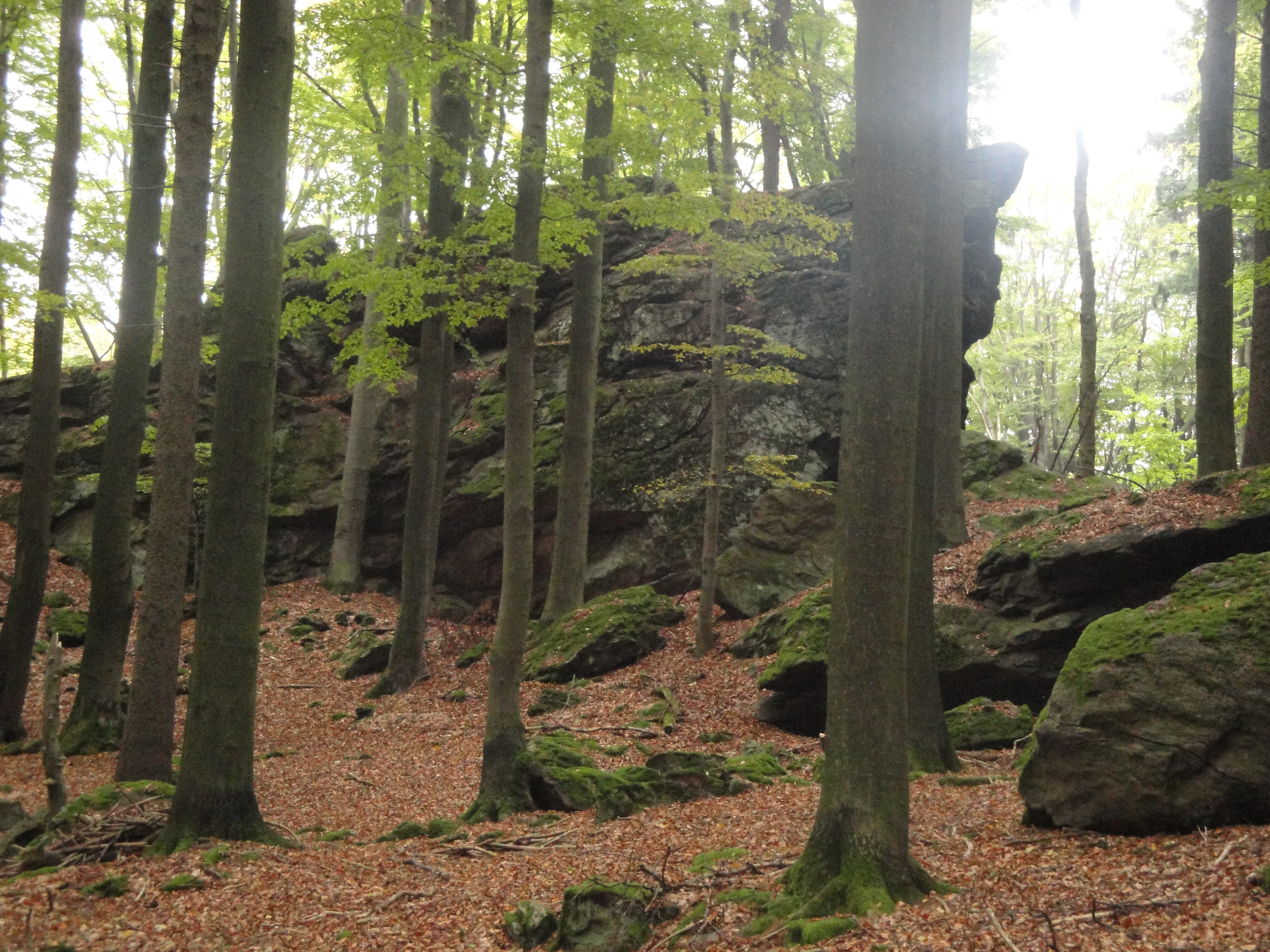 A large mossy rock formation rises amidst a dense forest with tall slender trees and a leaf-covered ground.