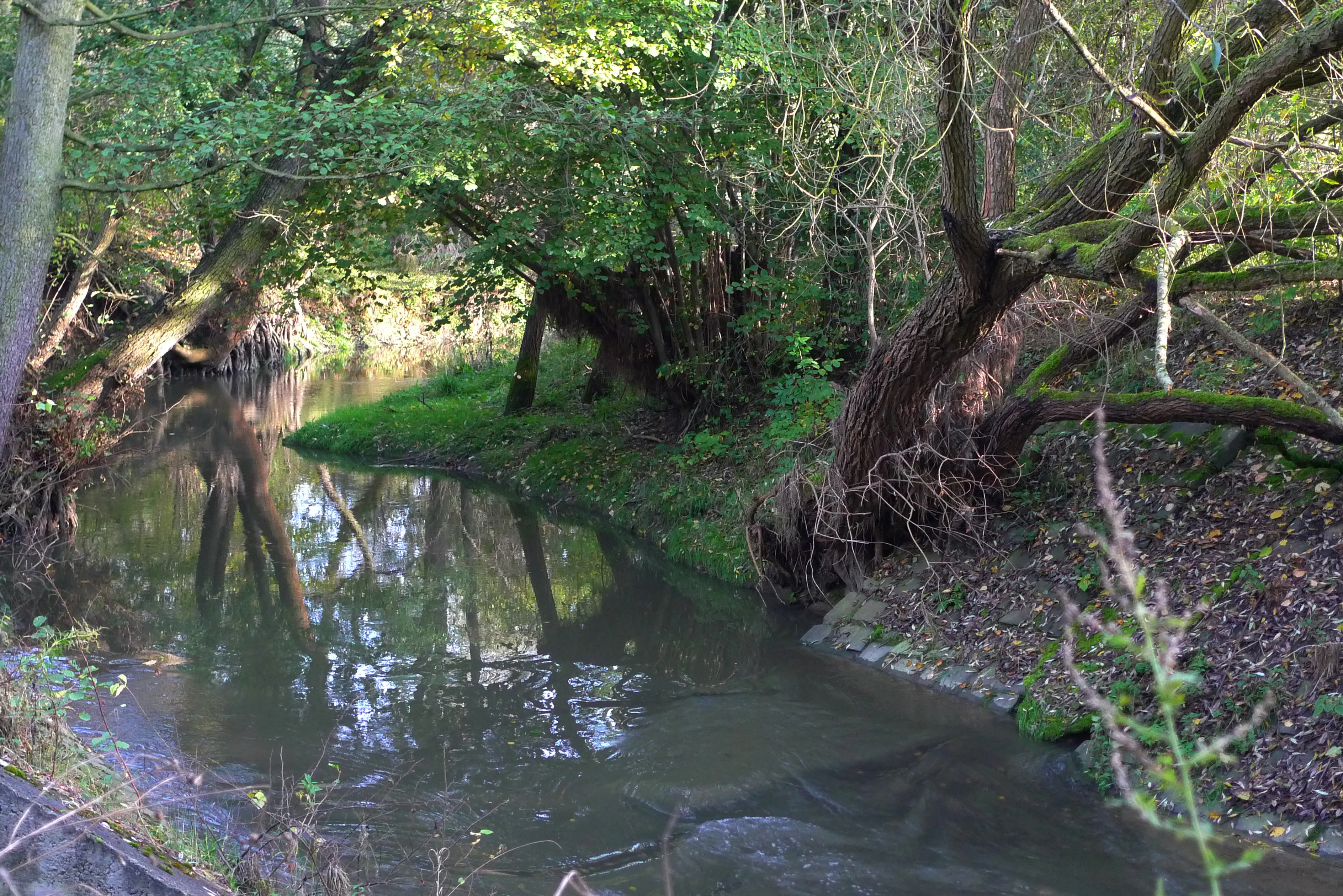 Botic Valley