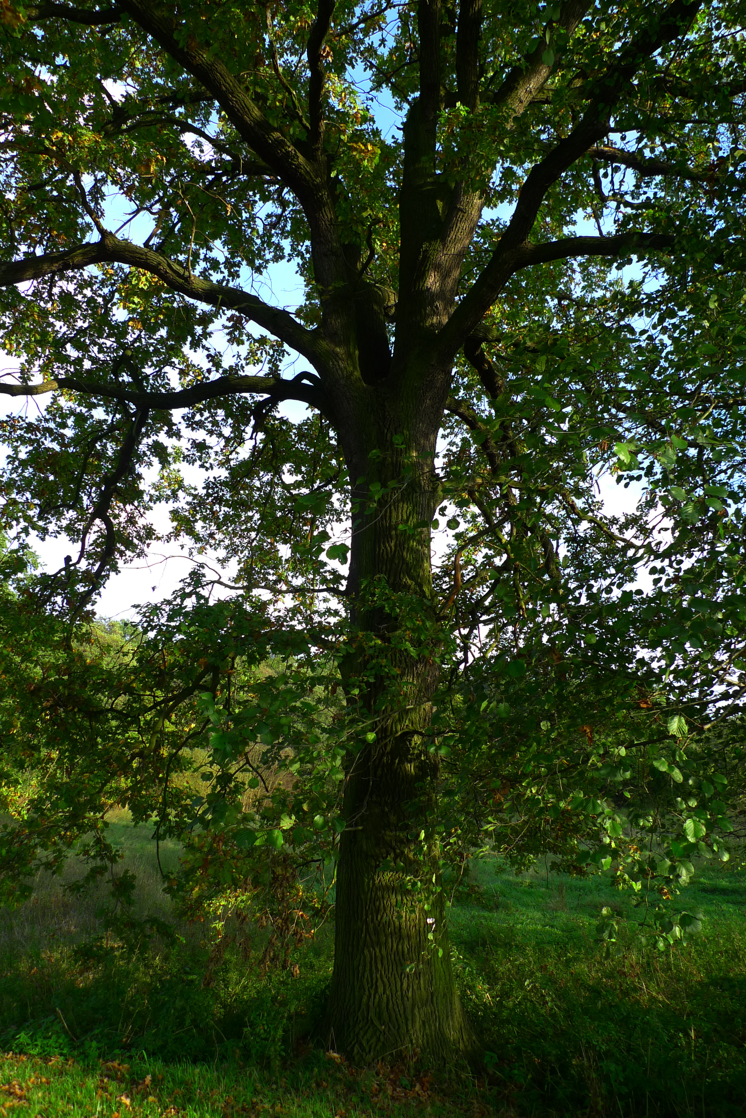 Memorial Oak Tree