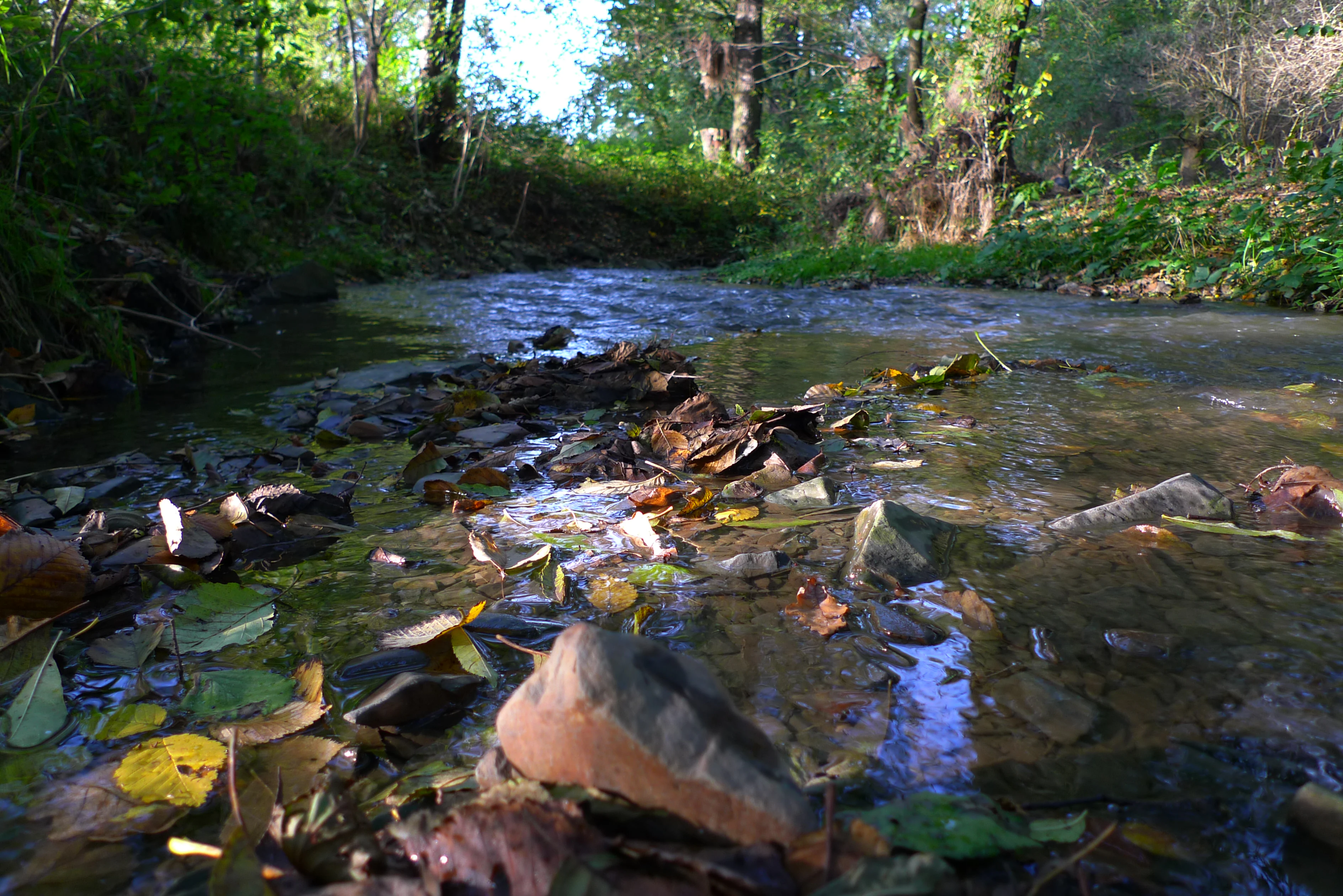 Botic Valley