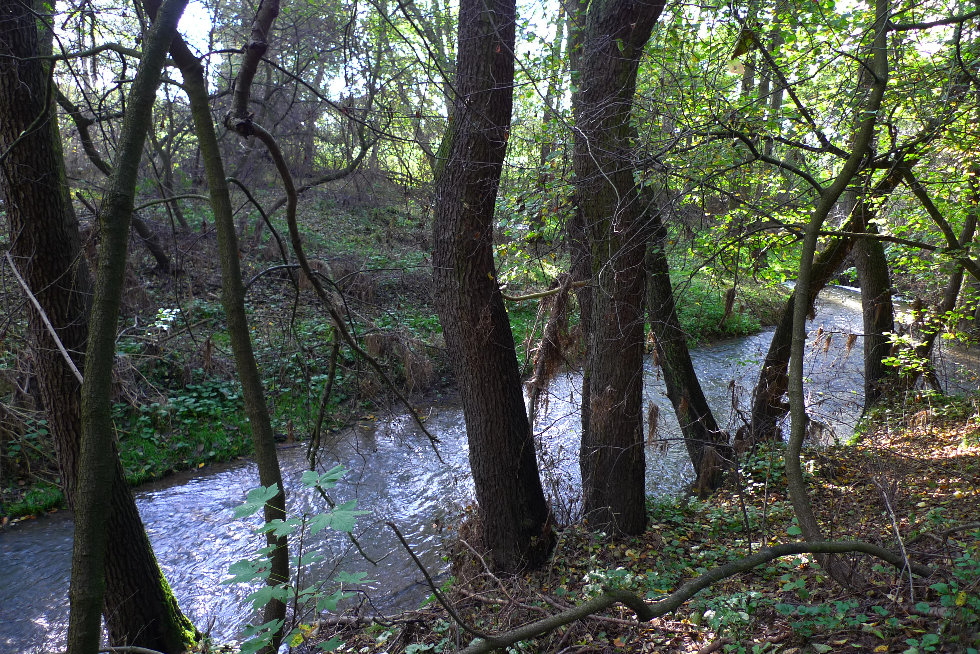 Botic Valley