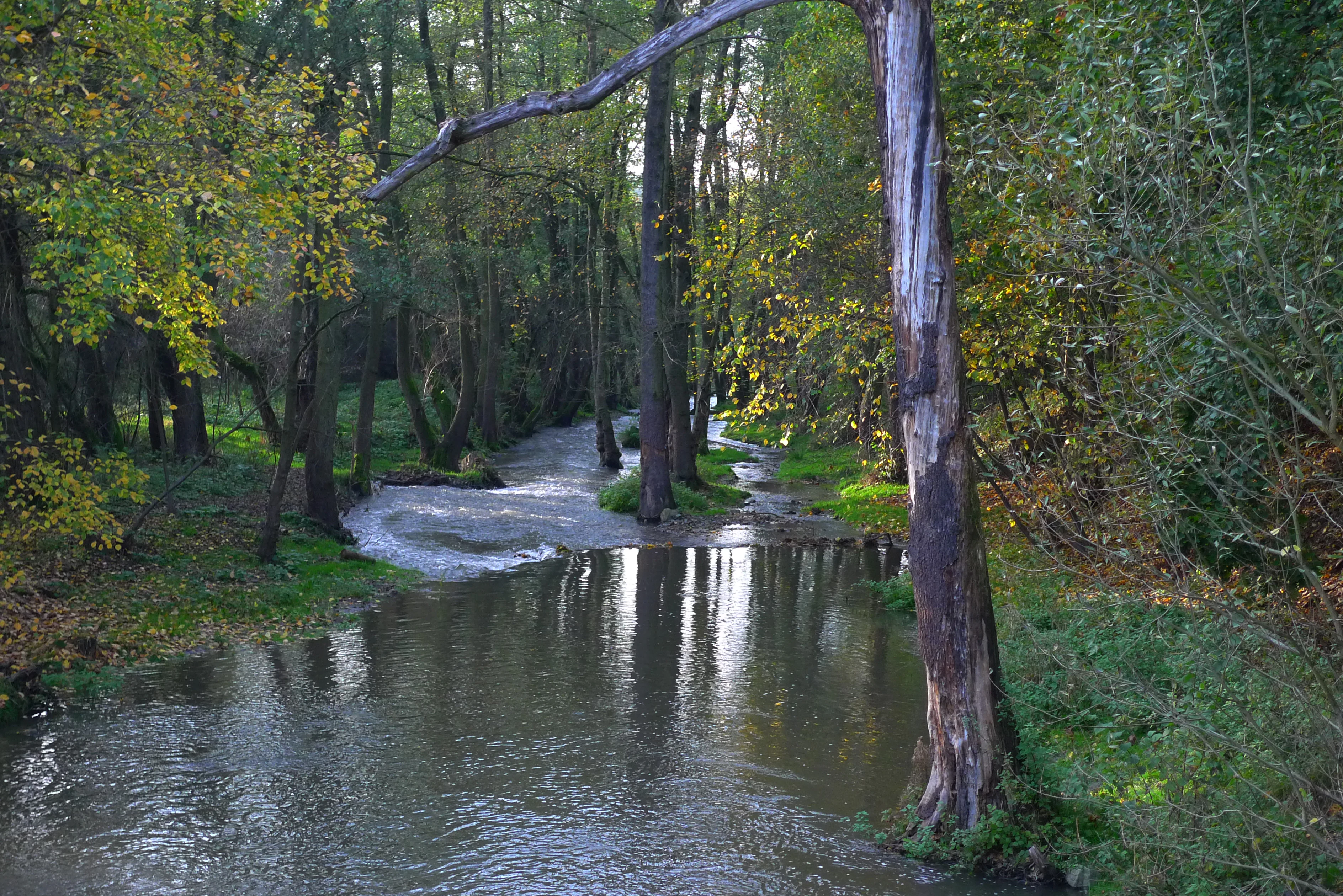 Botic Valley