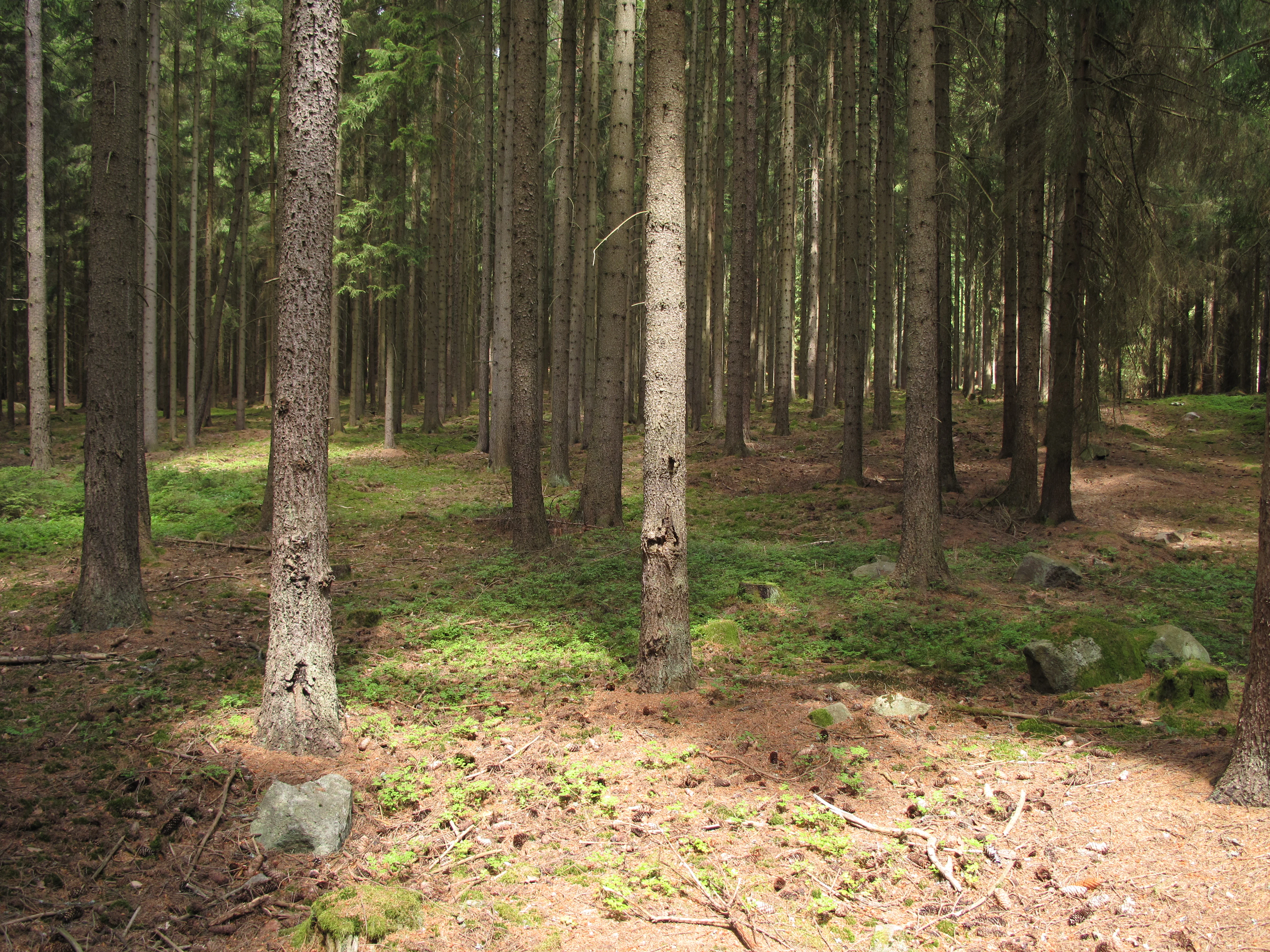 A dense coniferous forest with tall, straight tree trunks and a forest floor covered in moss and pine needles, with patches of sunlight filtering through the canopy.