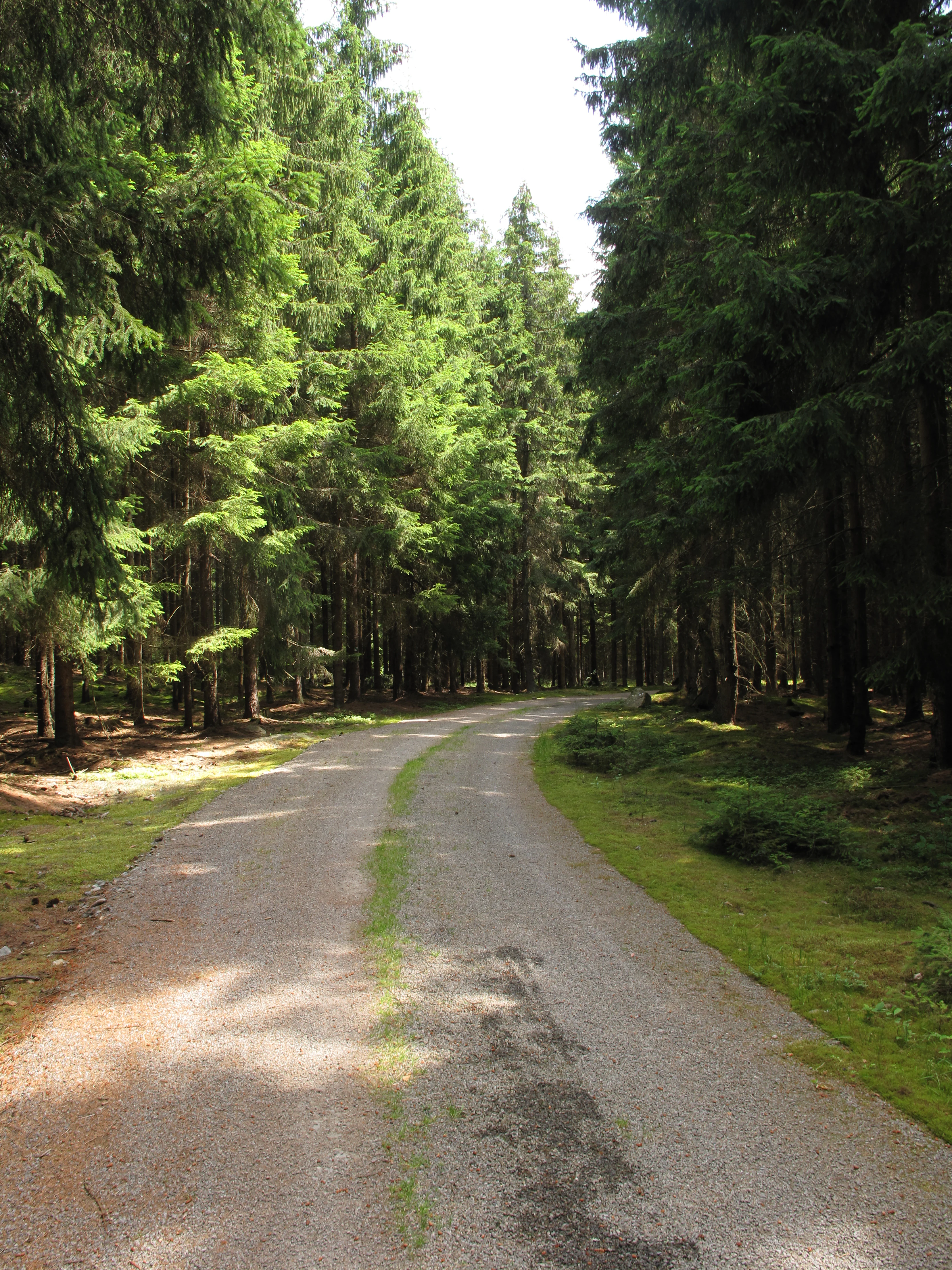 A narrow gravel forest road curves gently between tall, dense conifer trees.