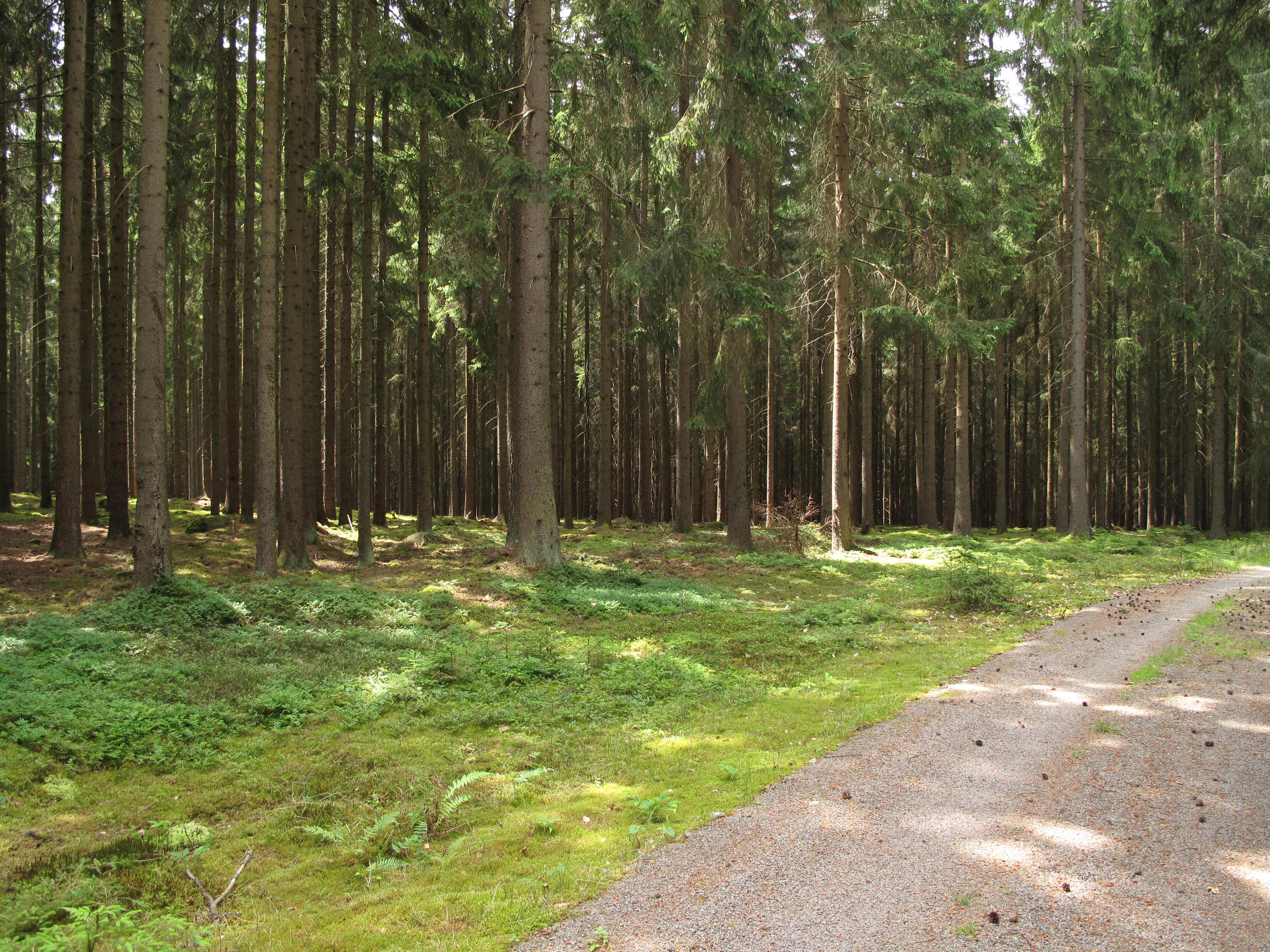 A narrow gravel trail leading into a tall, dense forest of coniferous trees with a mossy ground layer.
