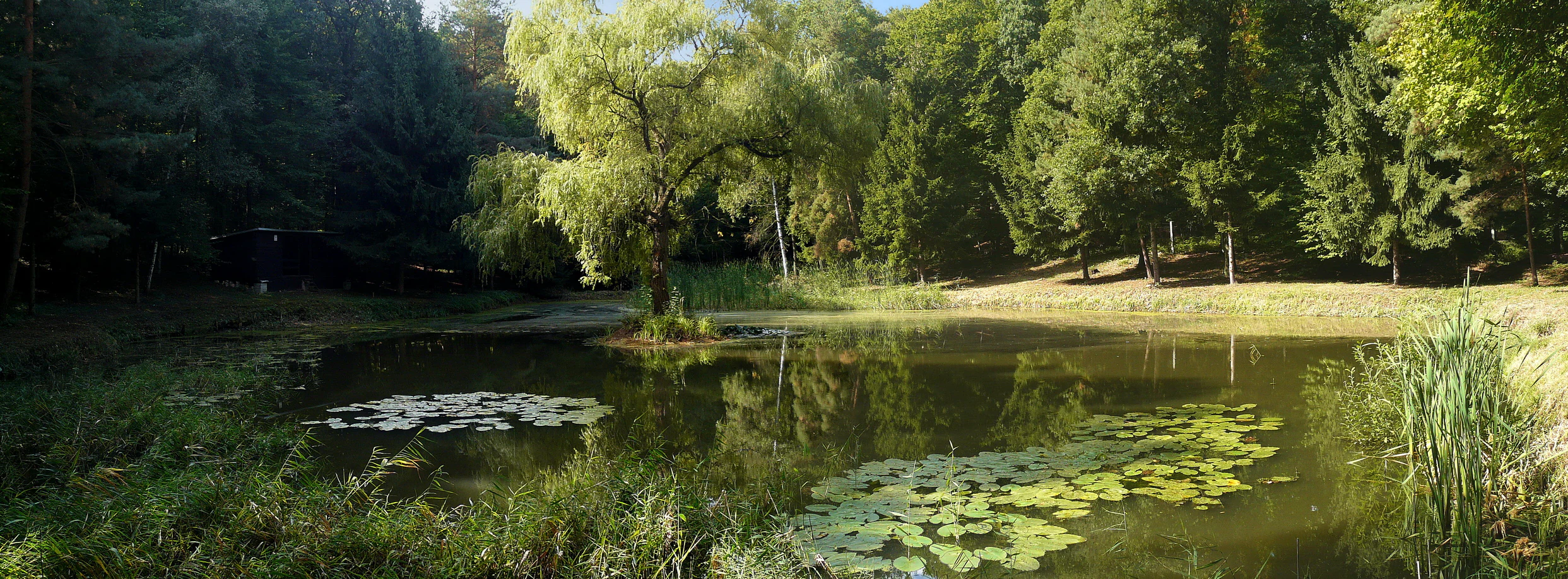 A panoramic shot of a small, quiet pond surrounded by dense forest, featuring water lilies on the surface and a large tree centered on the small shoreline.